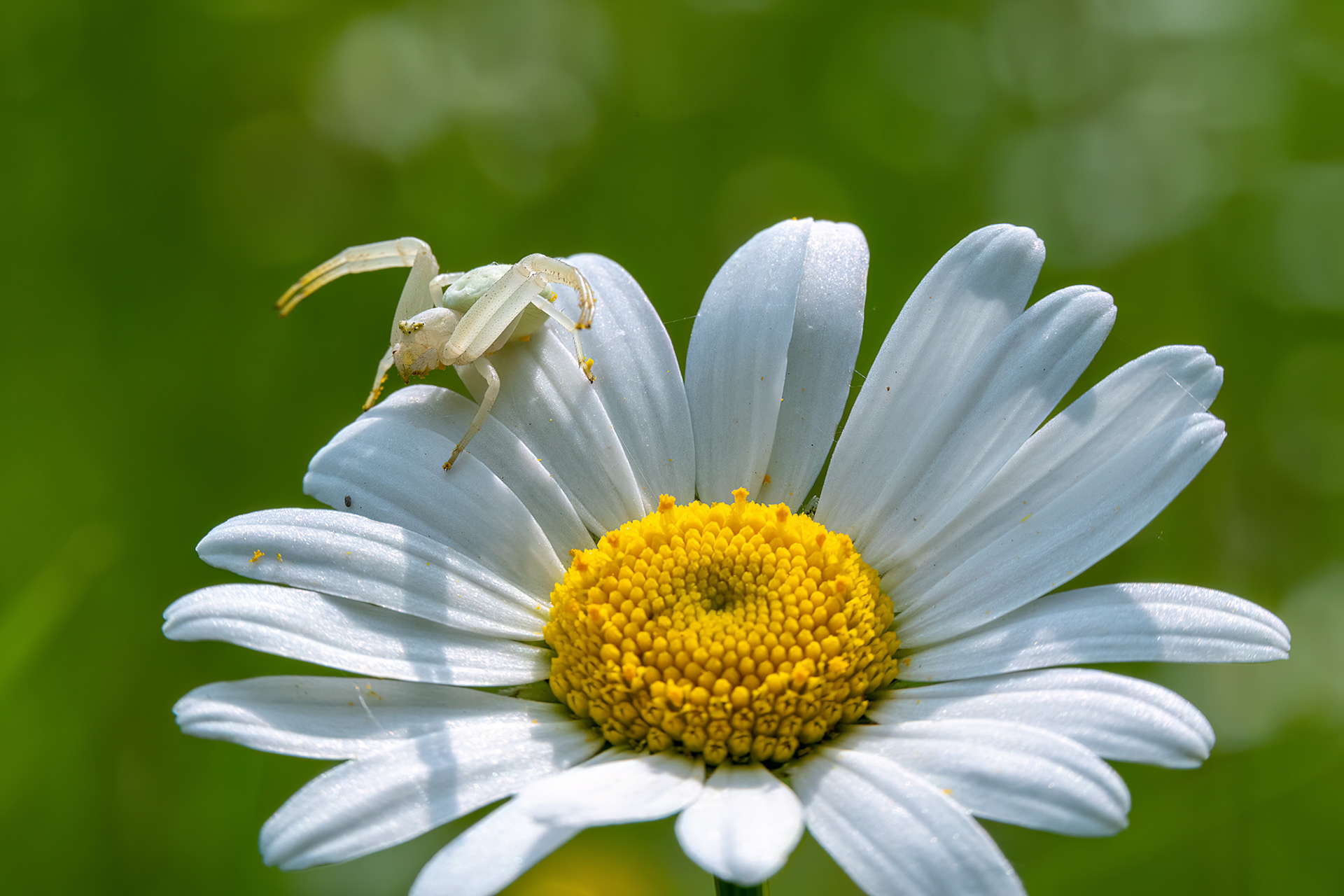 Ragno granchio - MIsumena vatia