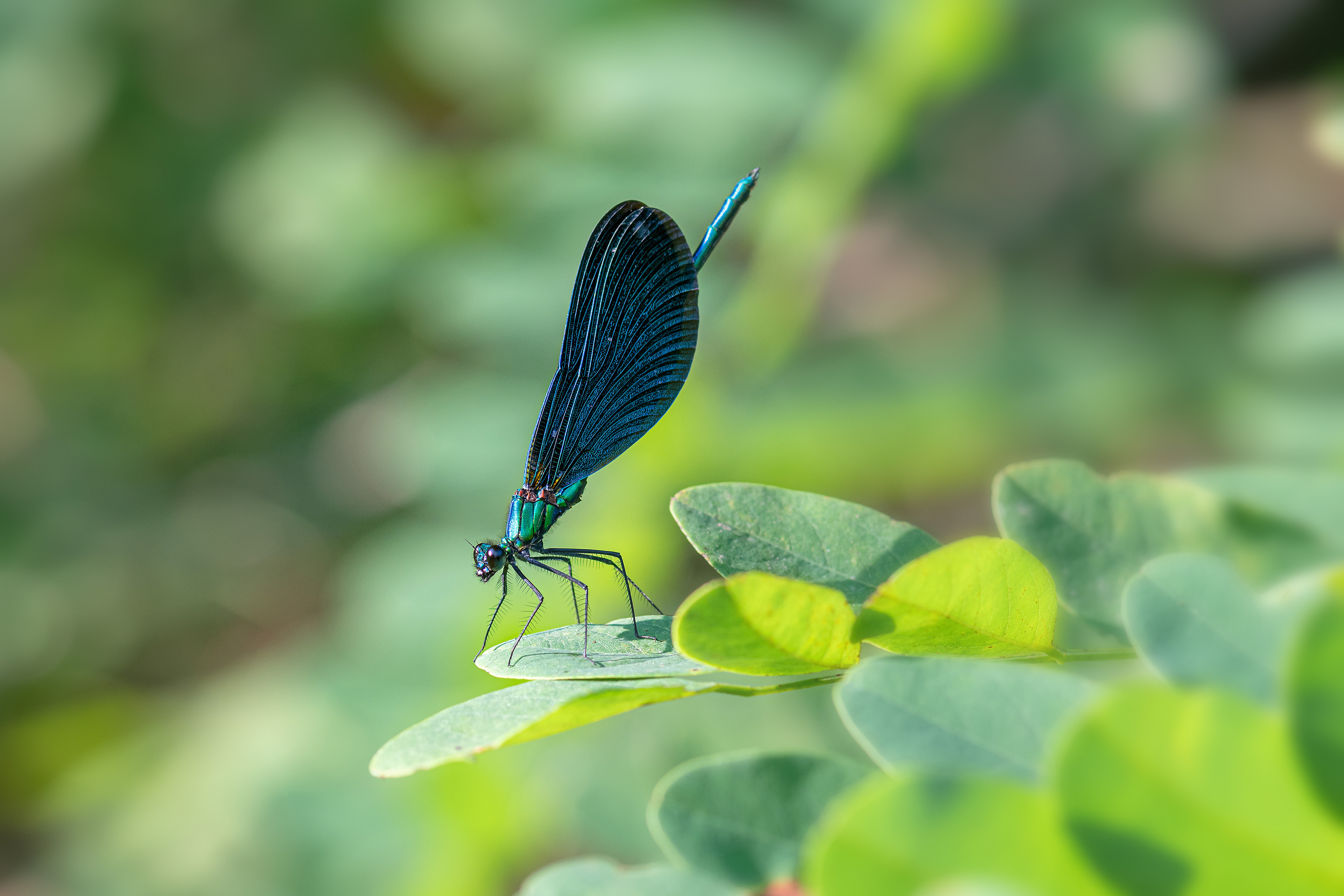 Calopteryx virgo