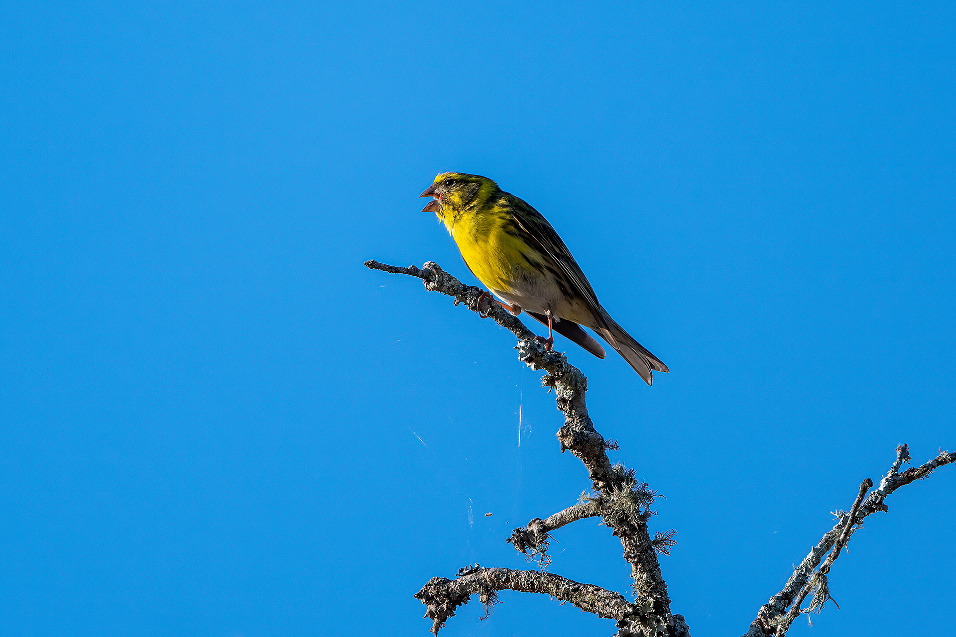 Zigolo giallo