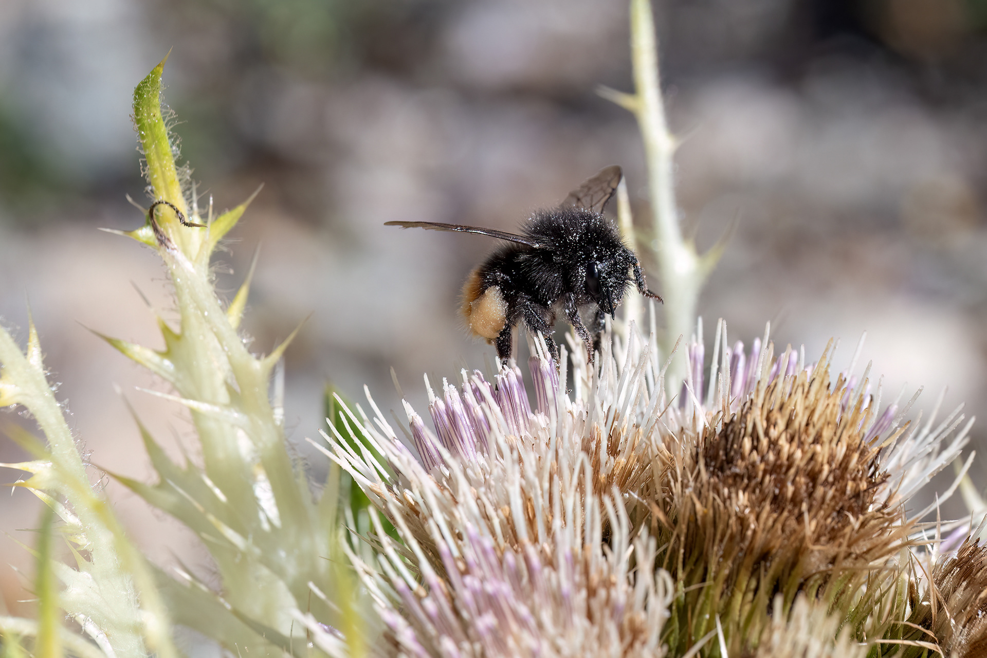 Bombo della pietra - Bombus lapidarius