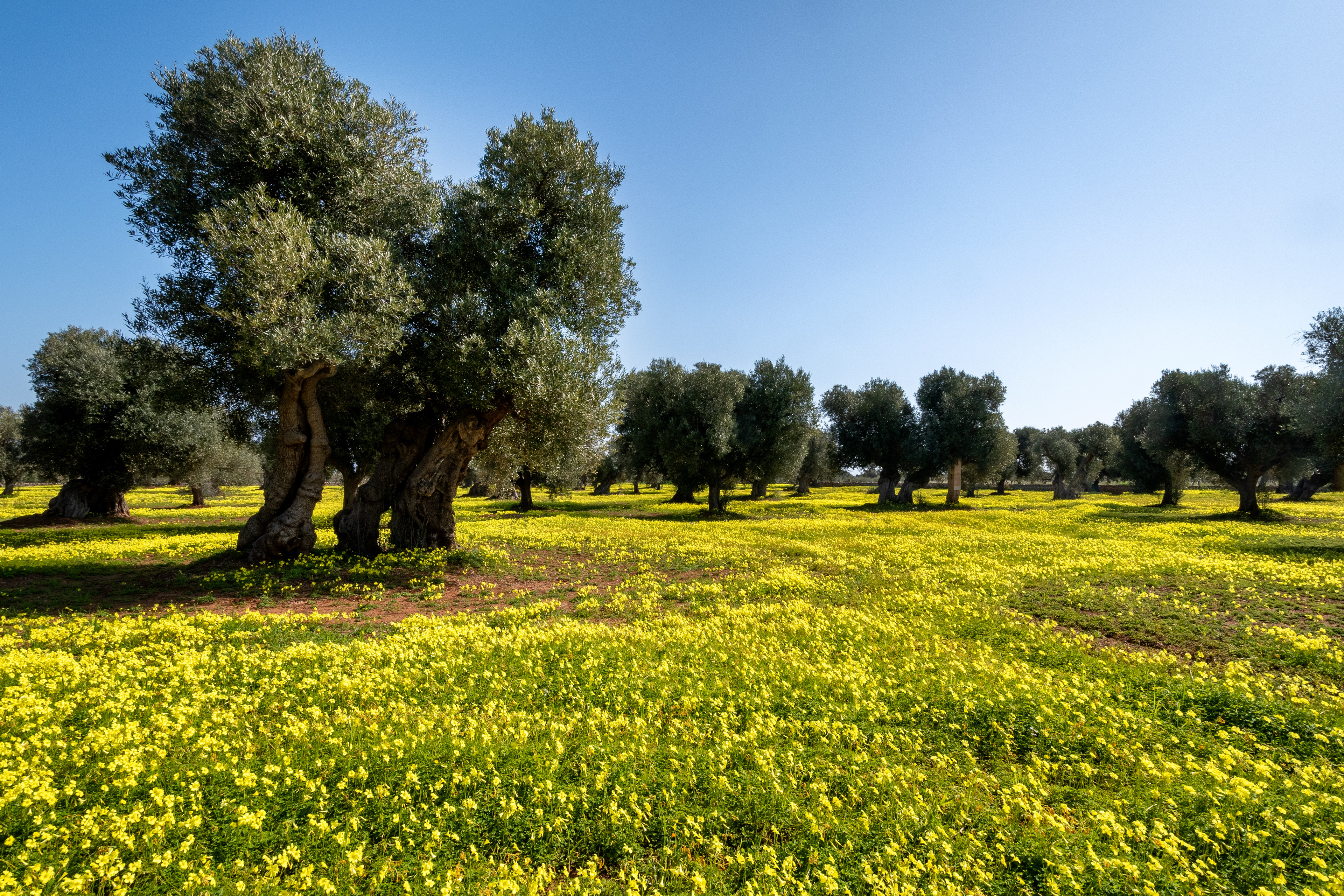 Piana di Ostuni