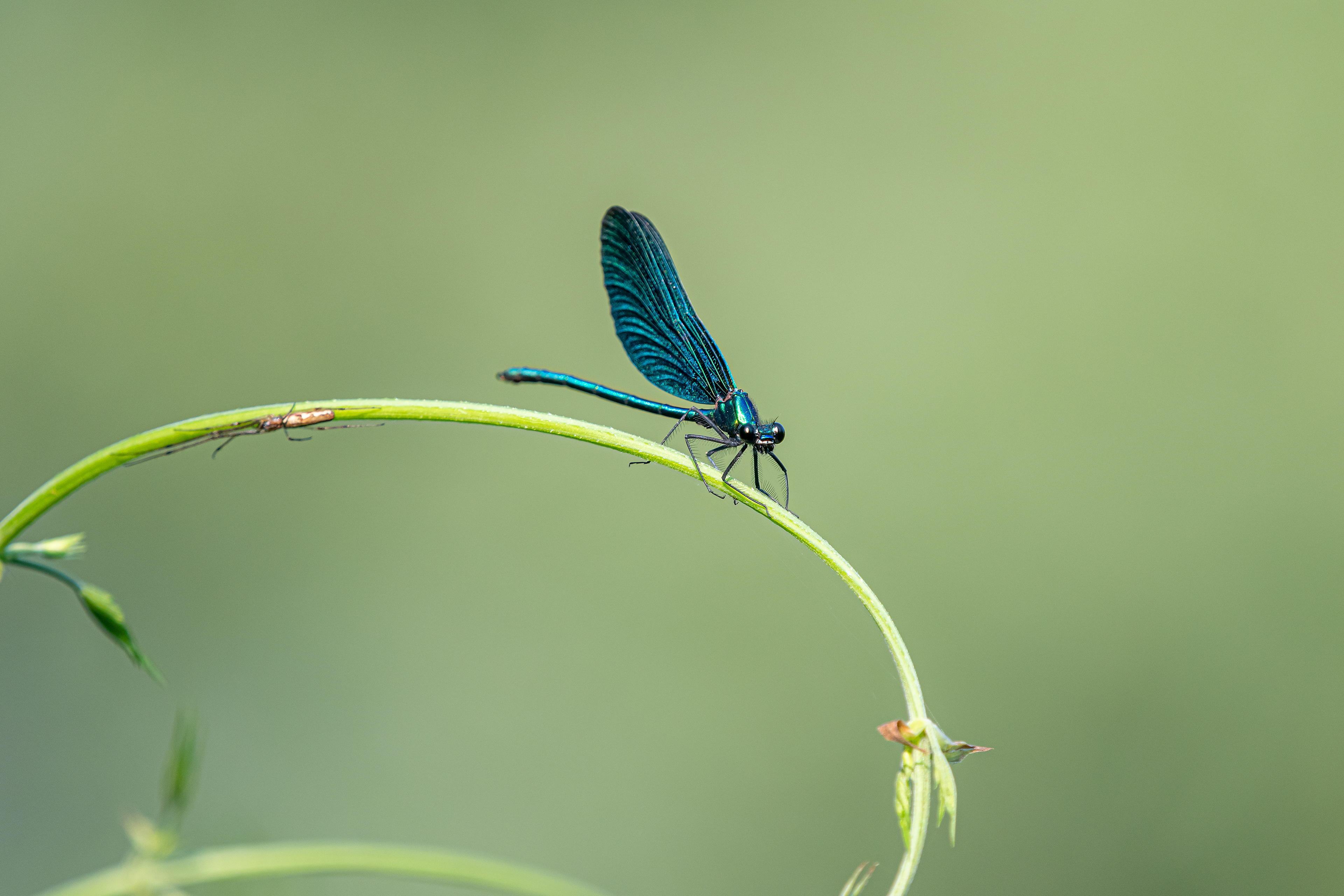 Calopteryx virgo
