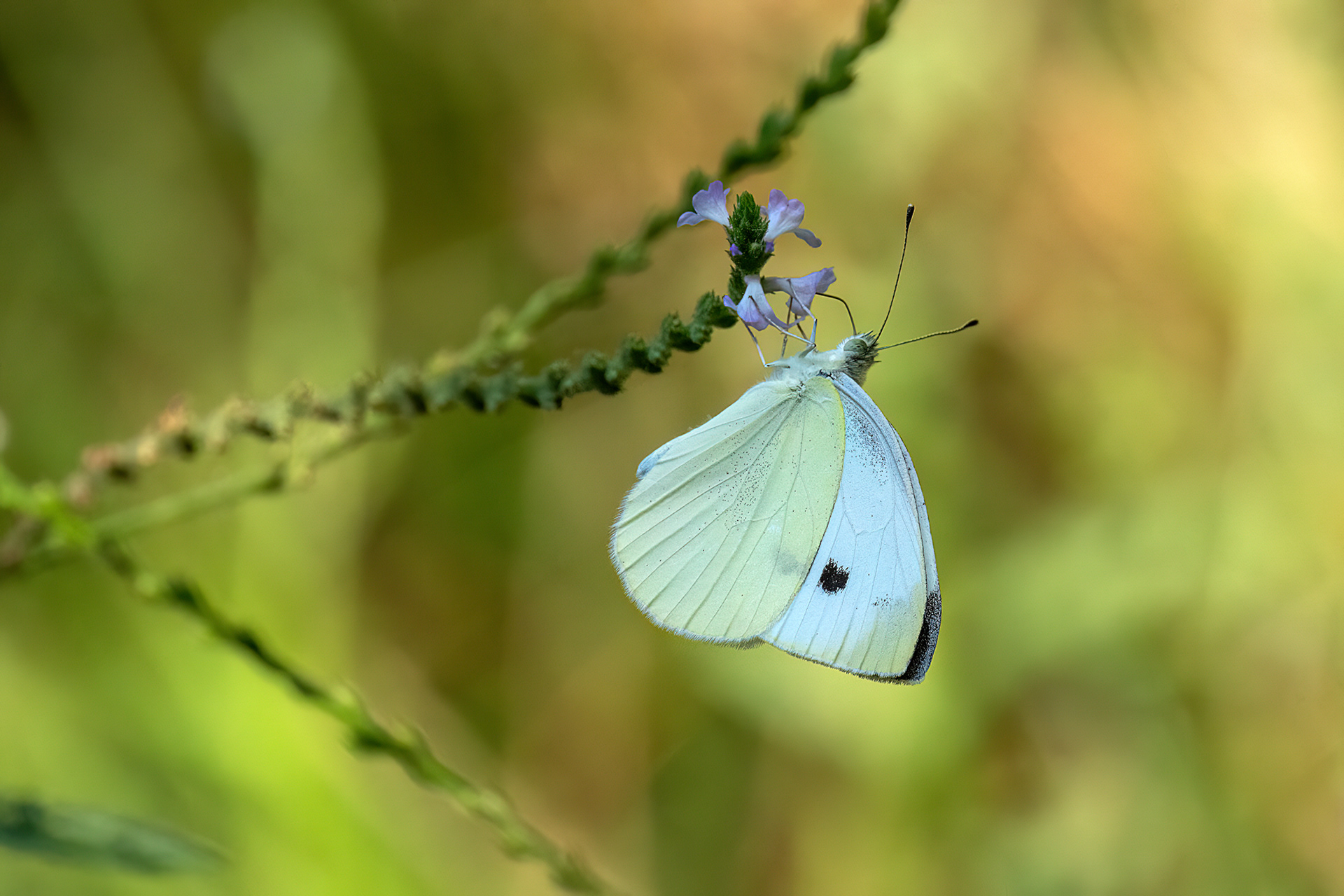 Cavolaia minore - Pieris rapae