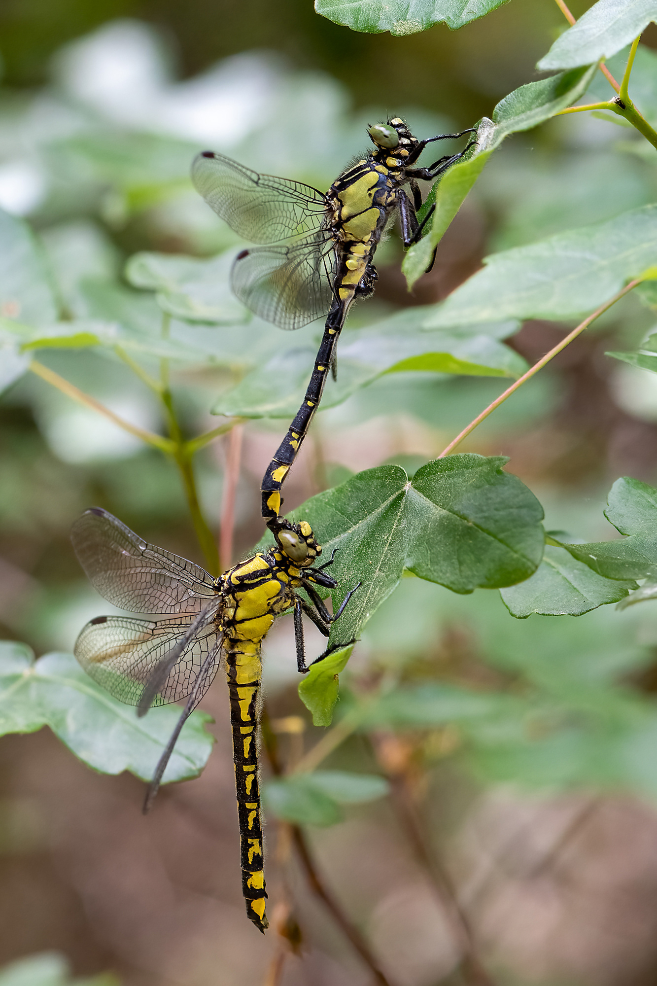 Gomphus vulgatissimus