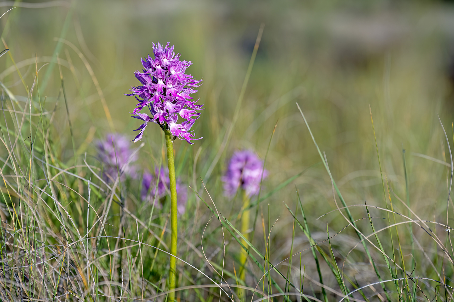 Orchis italica