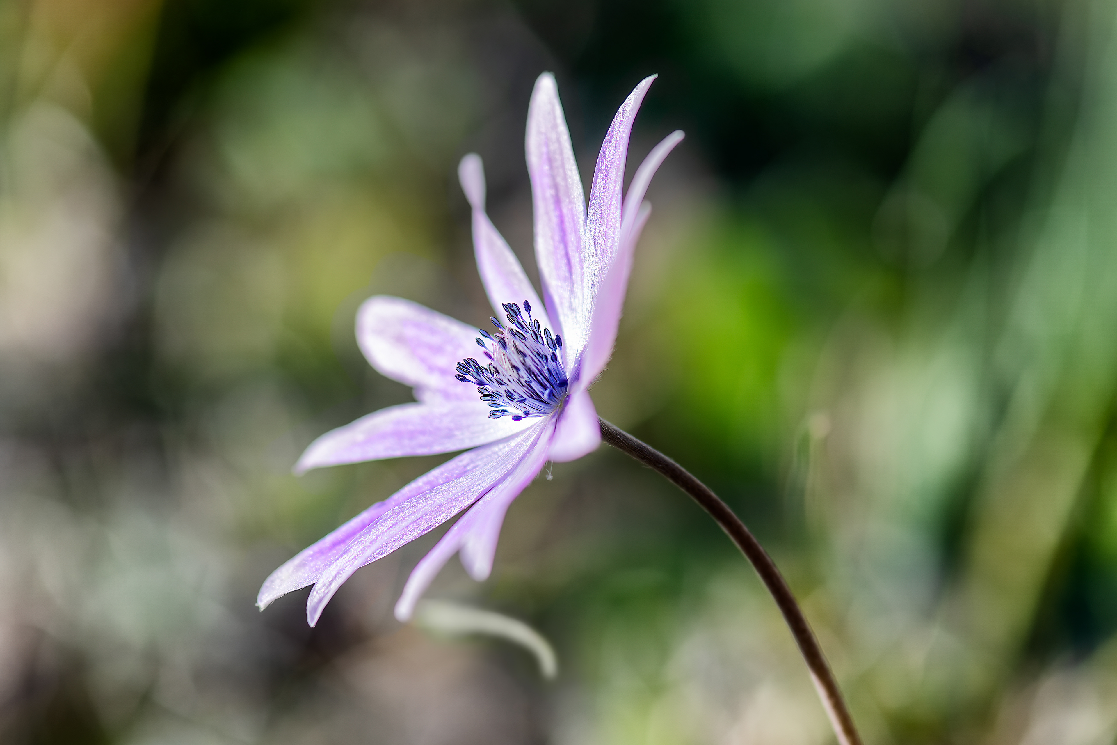 Anemone stellata