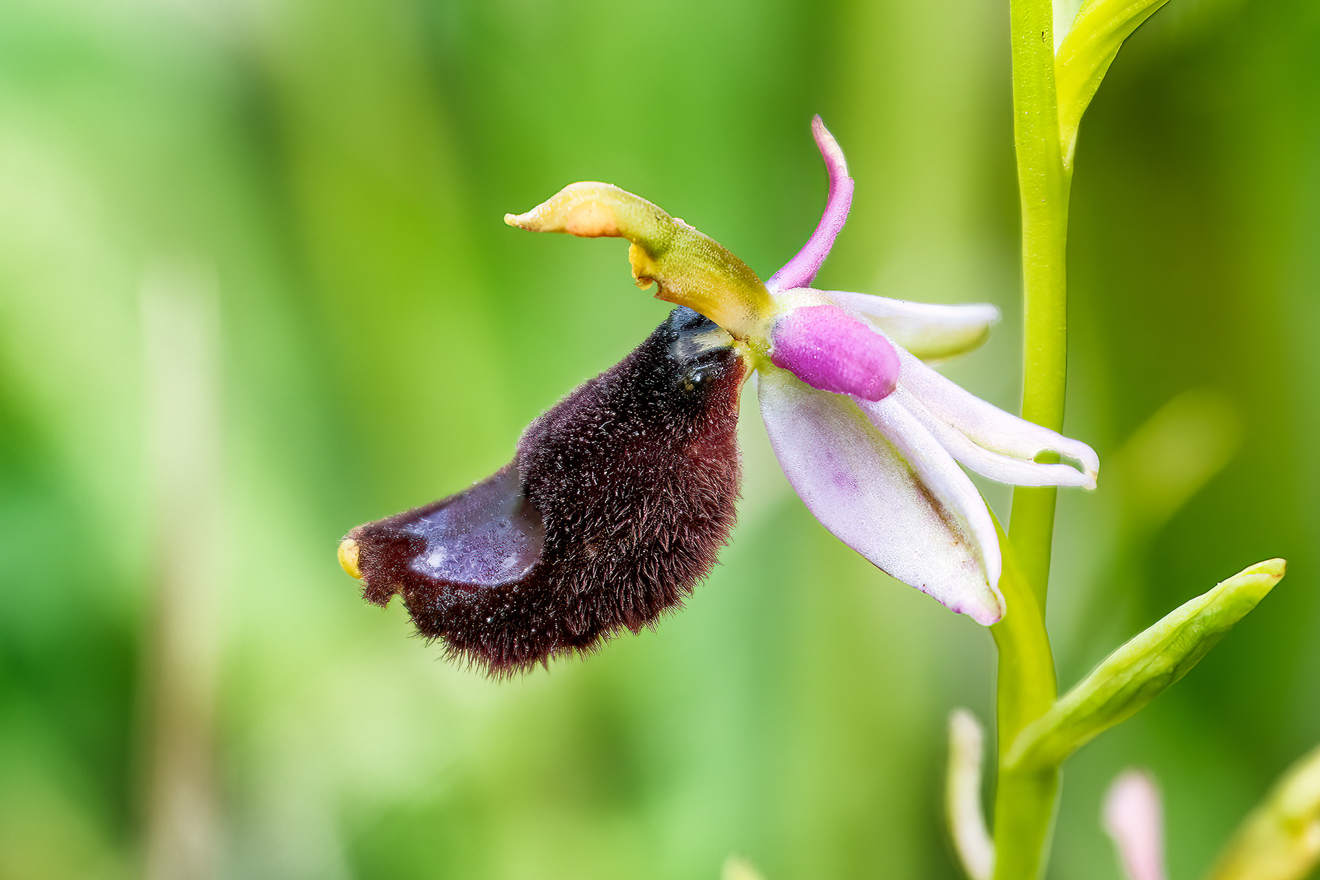 Ophrys bertolonii