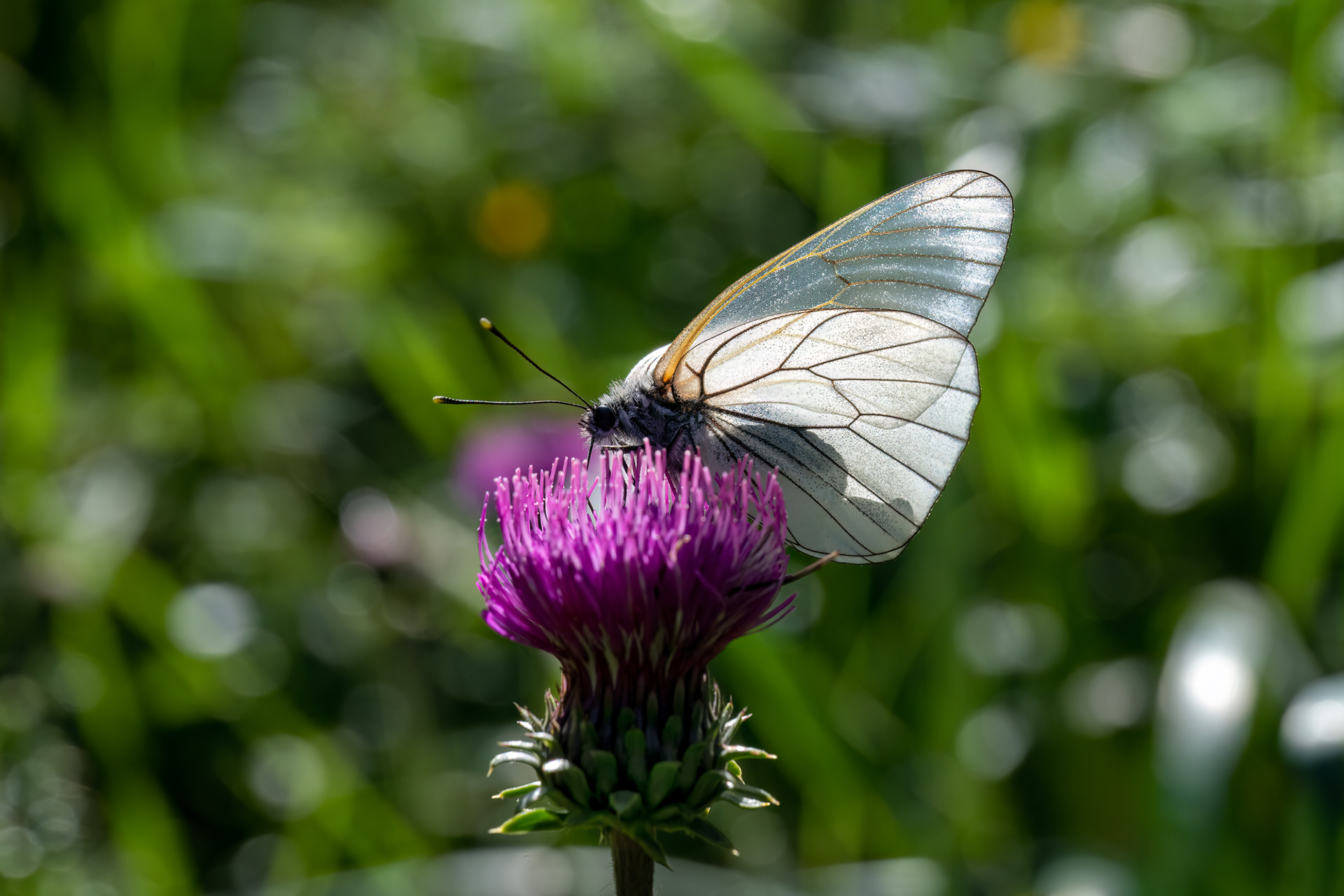 Aporia crataegi