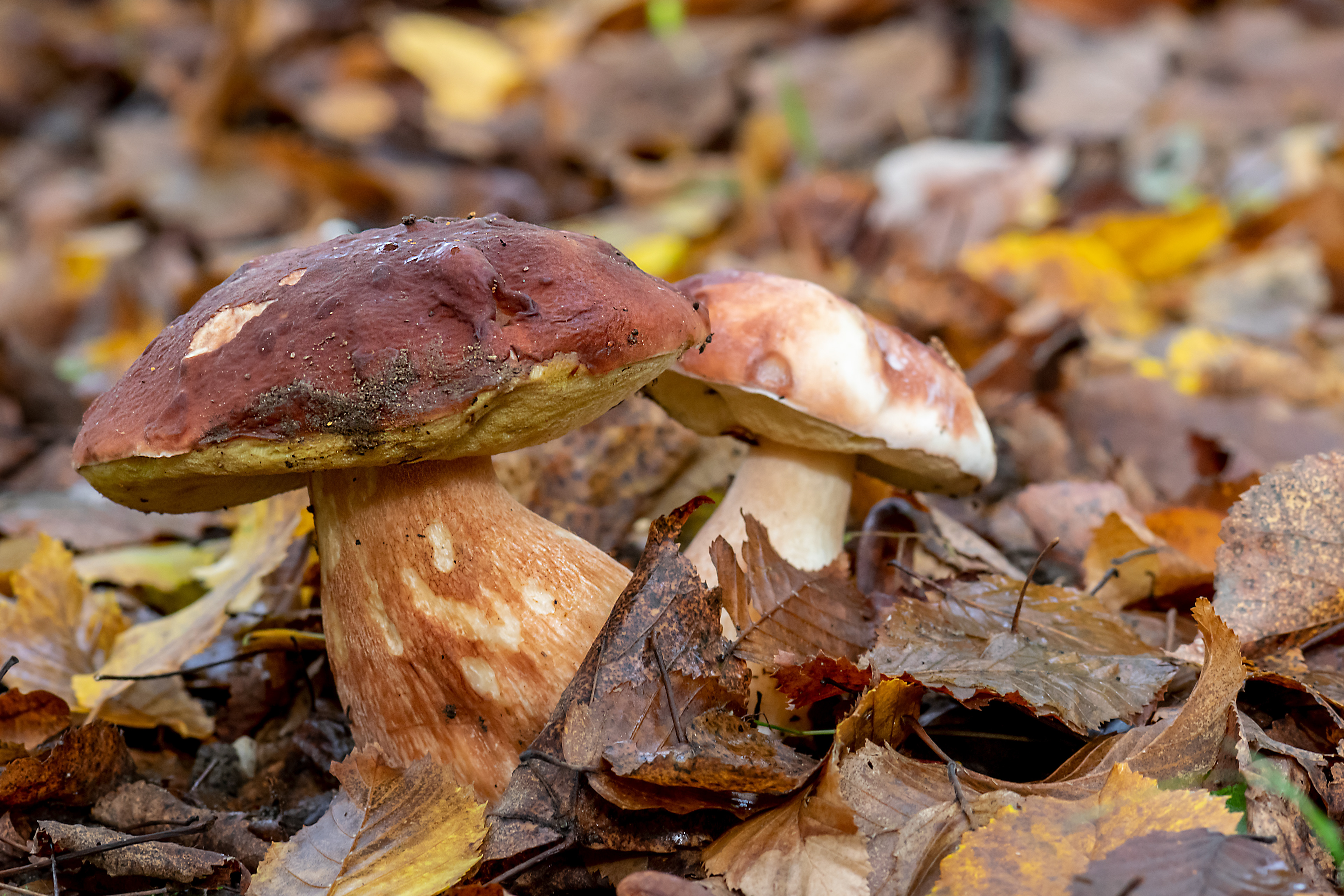 Boletus pinicula