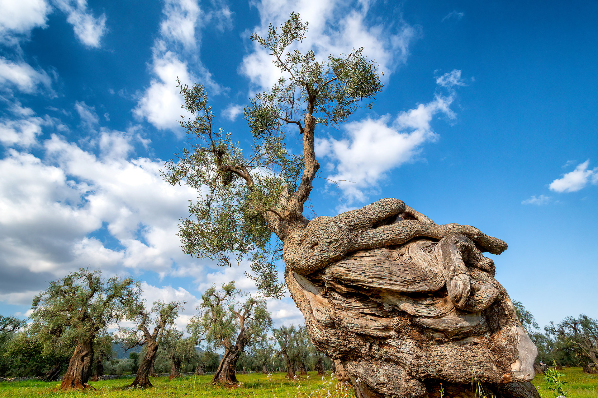Piana degli ulivi di Ostuni