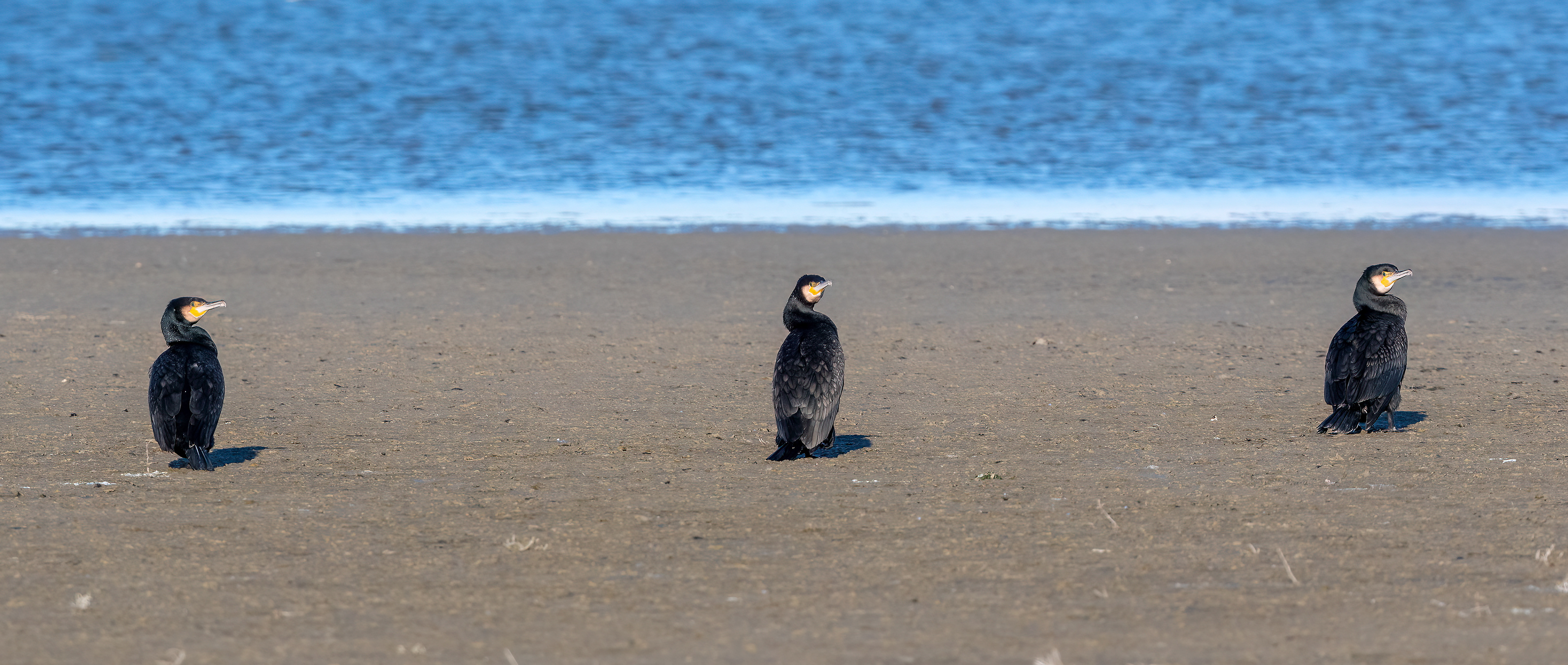 Cormorani