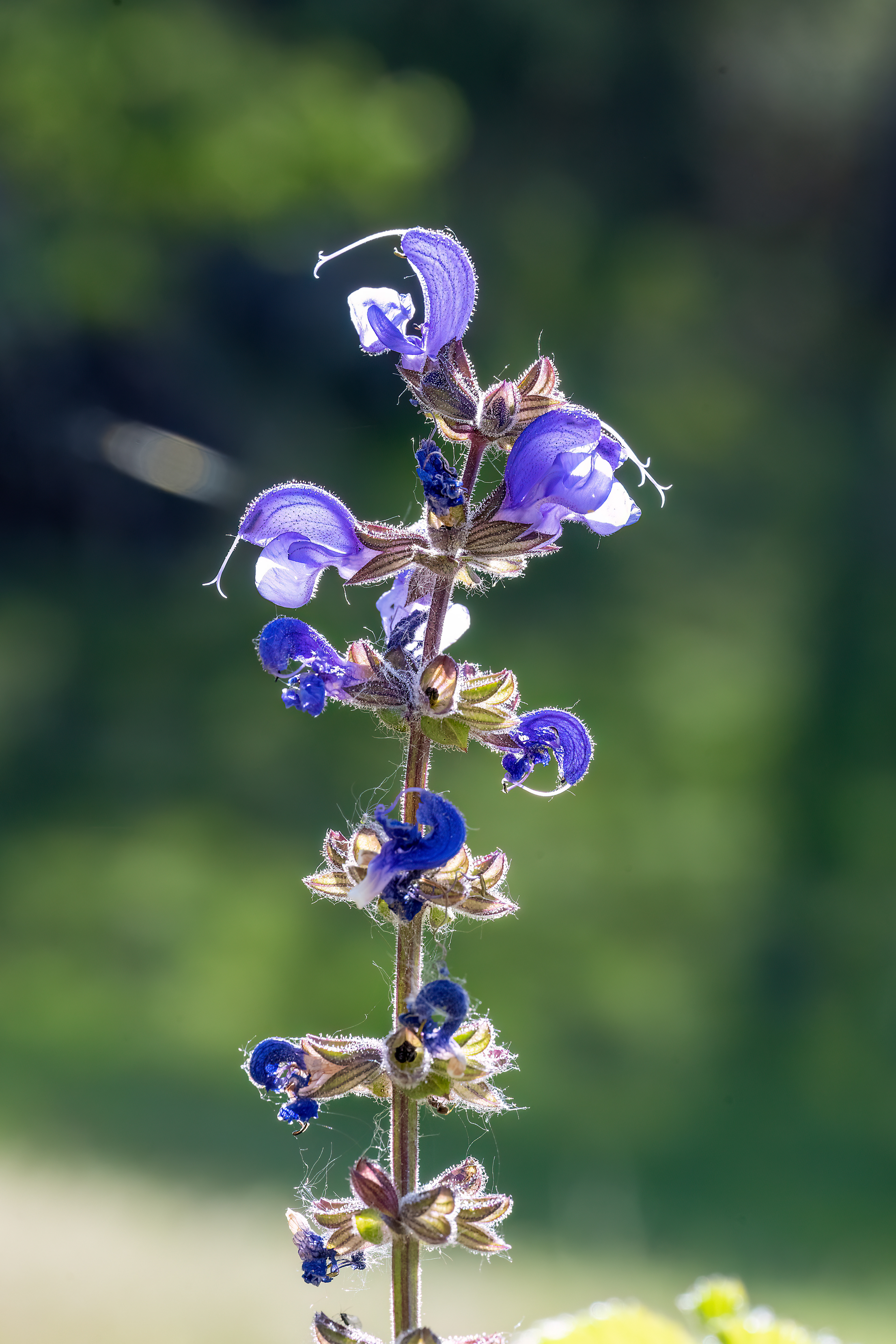 Salvia pratensis