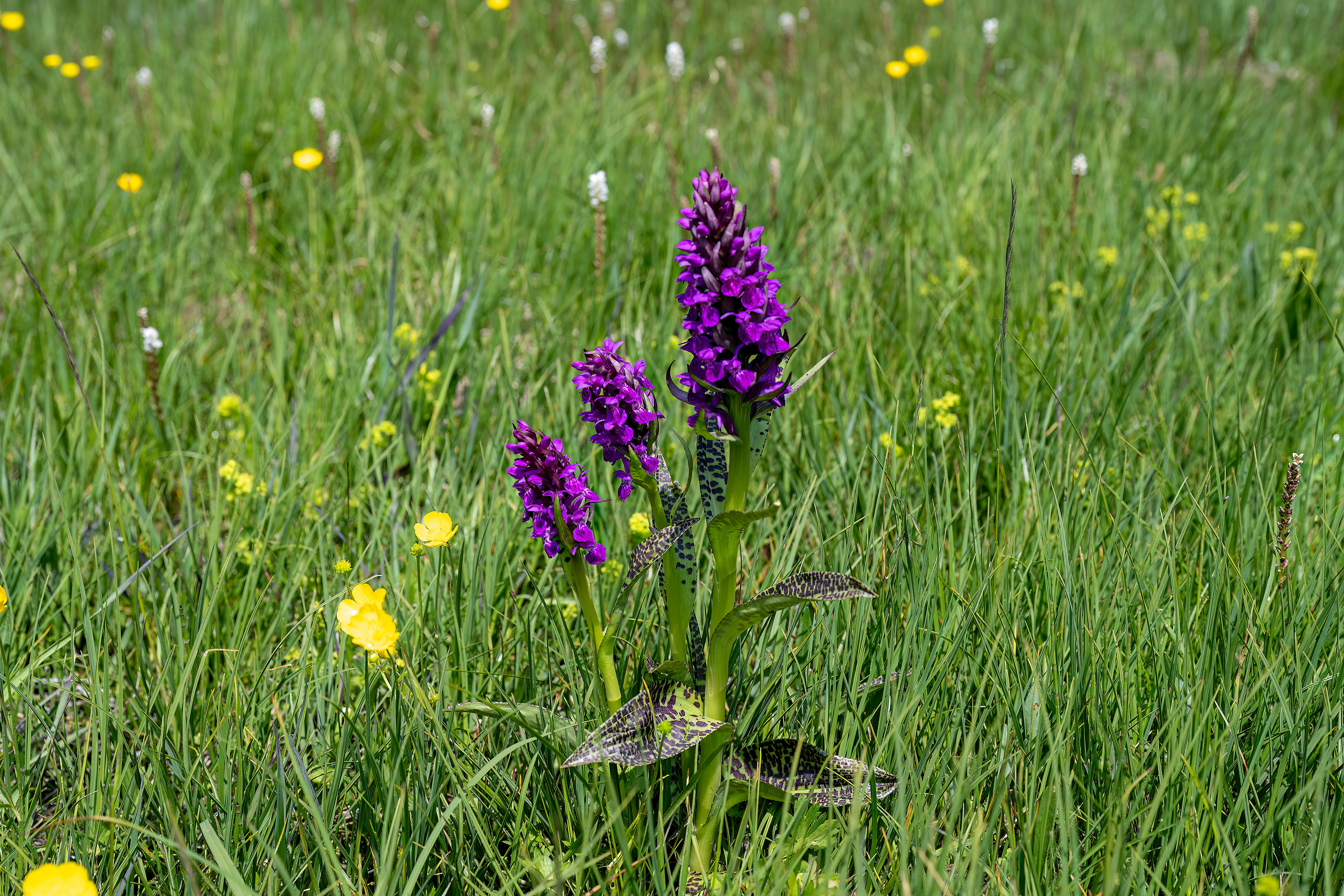 Dactylorhiza majalis