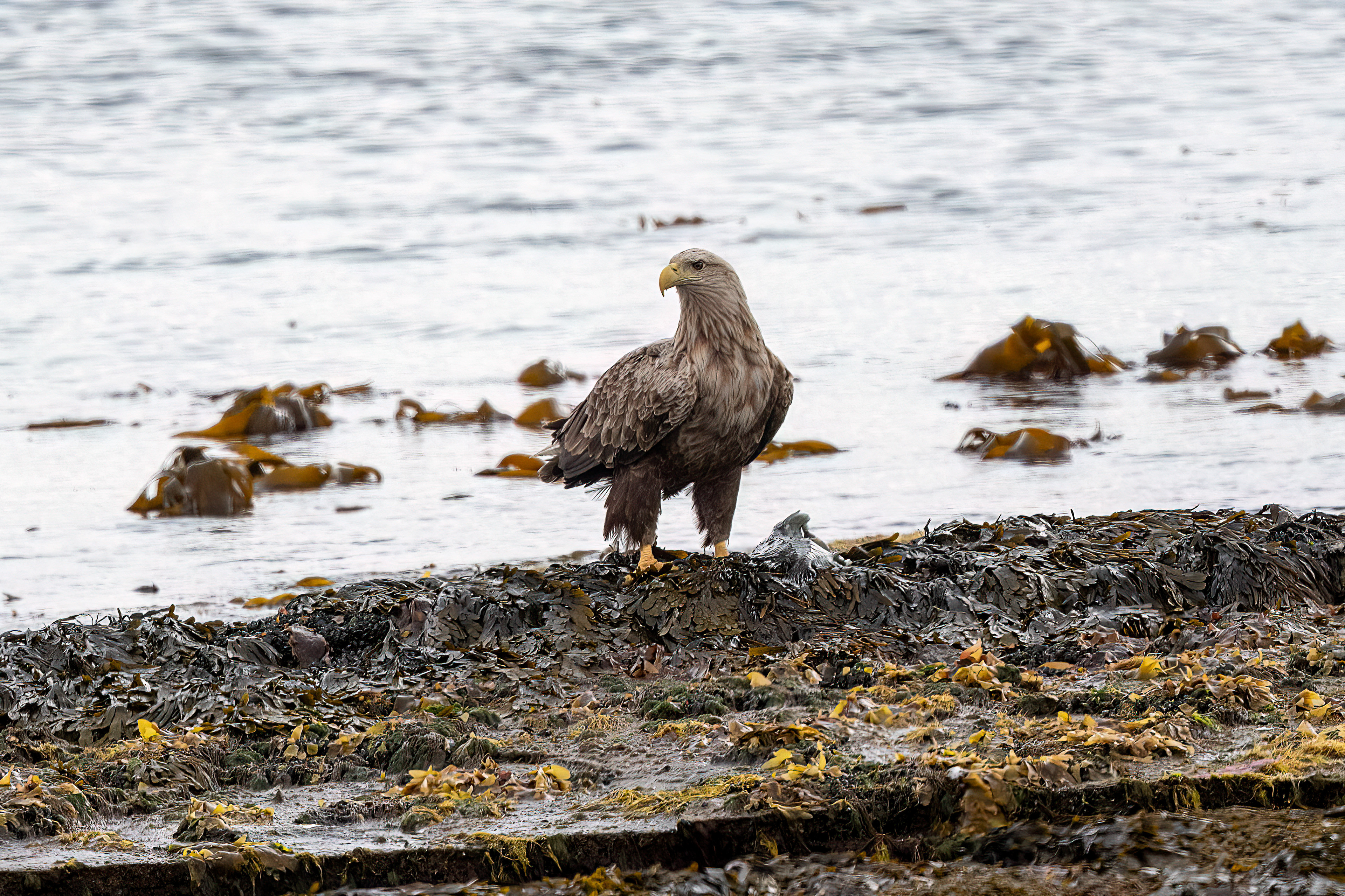 Aquila di mare codabianca