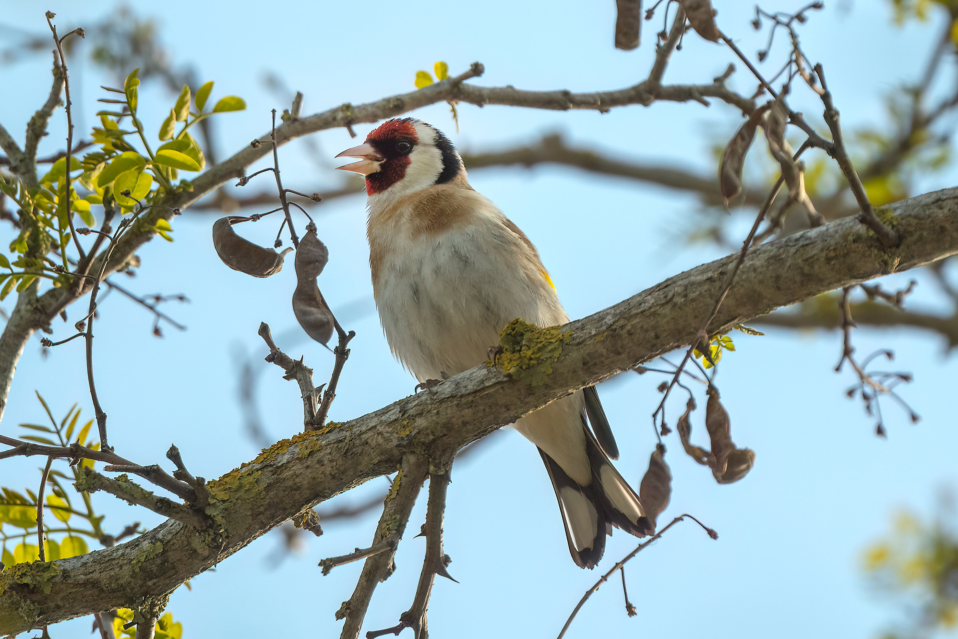 Cardellino