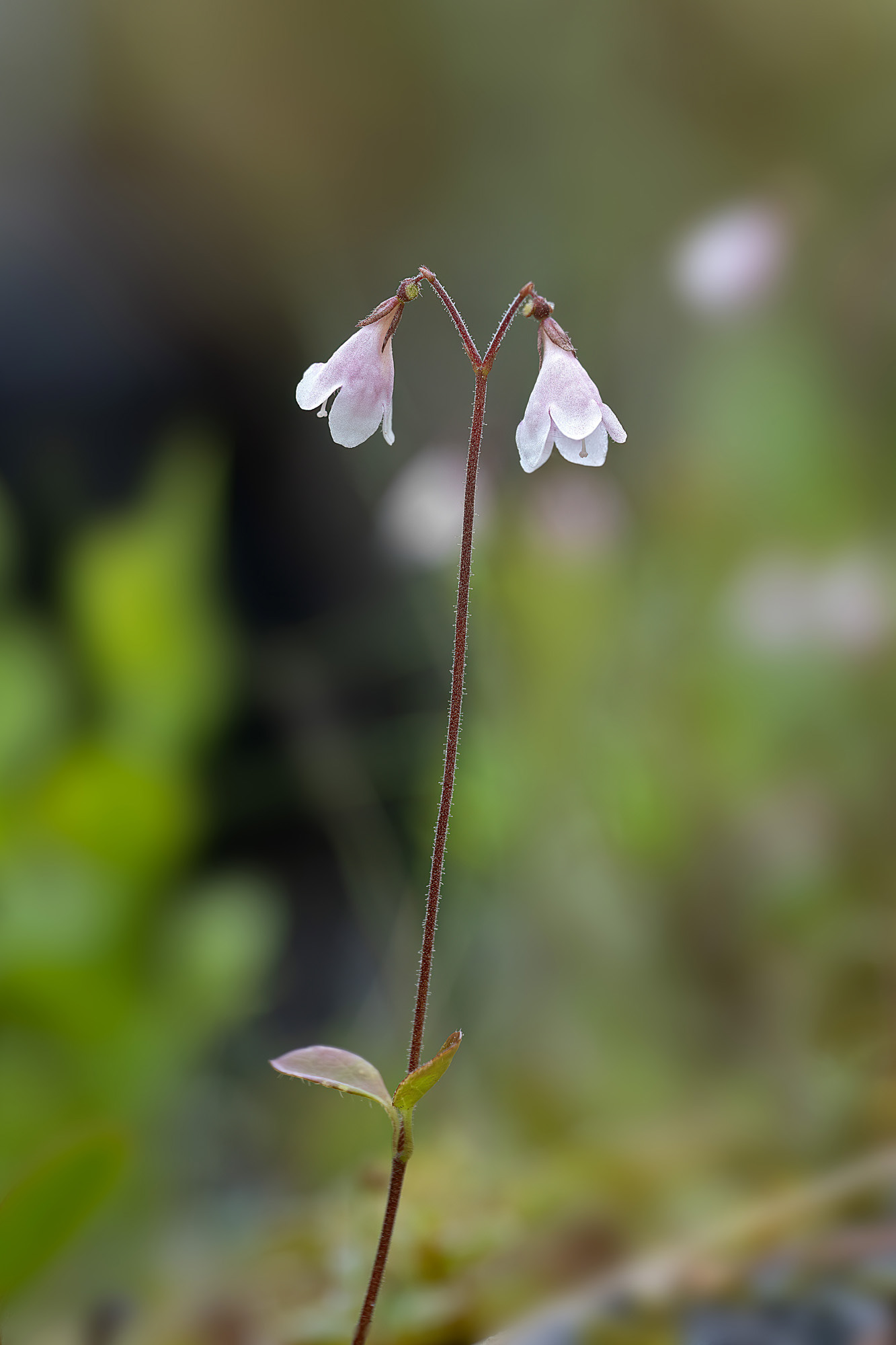 Linnaea borealis