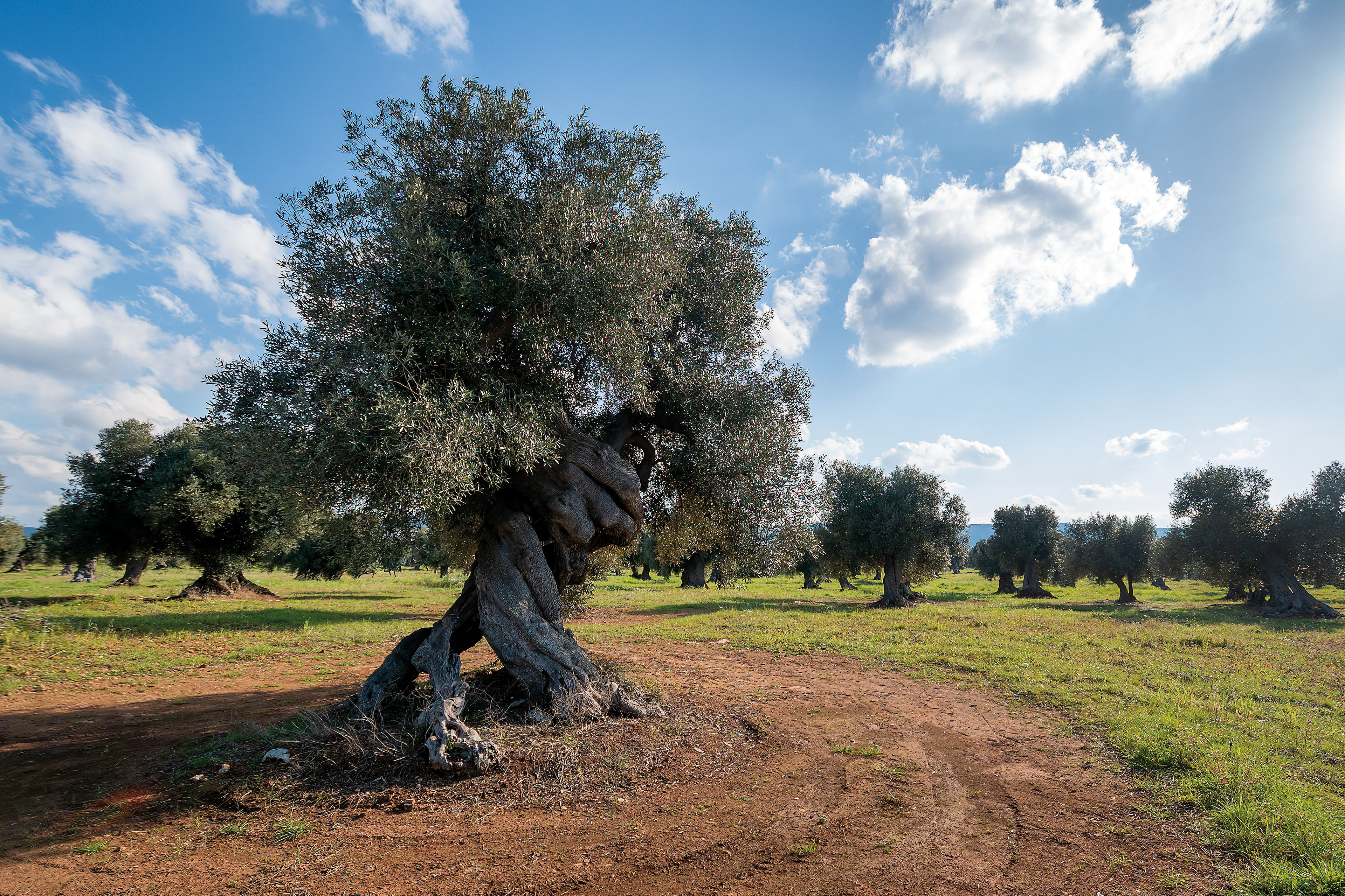 Piana di Ostuni