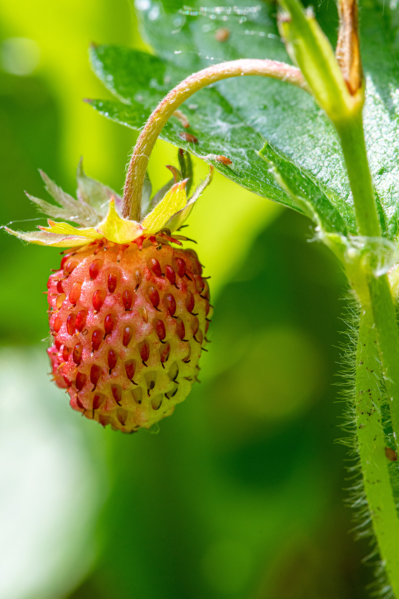 Fragola