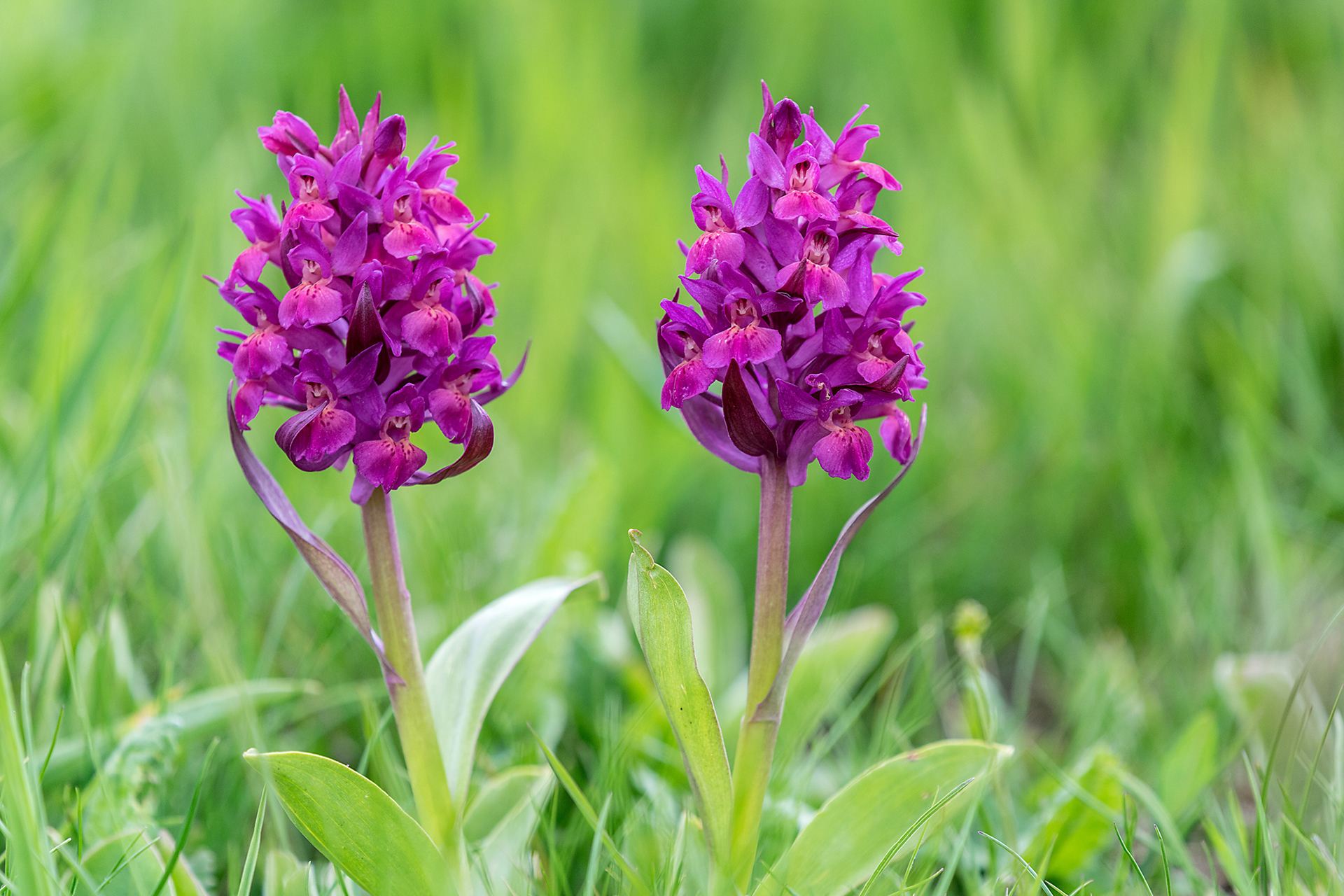 Dactylorhiza sambucina