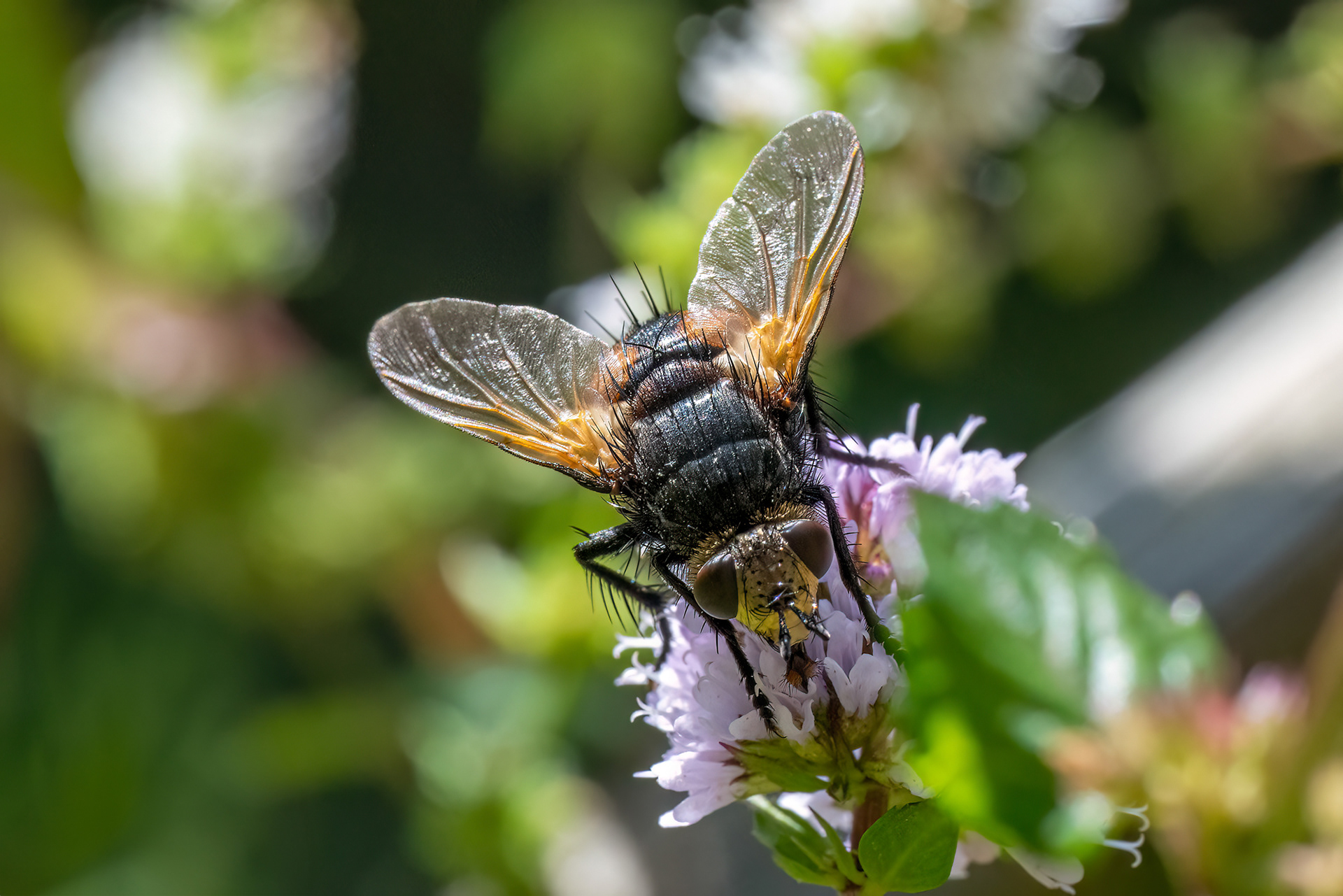 Tachina fera