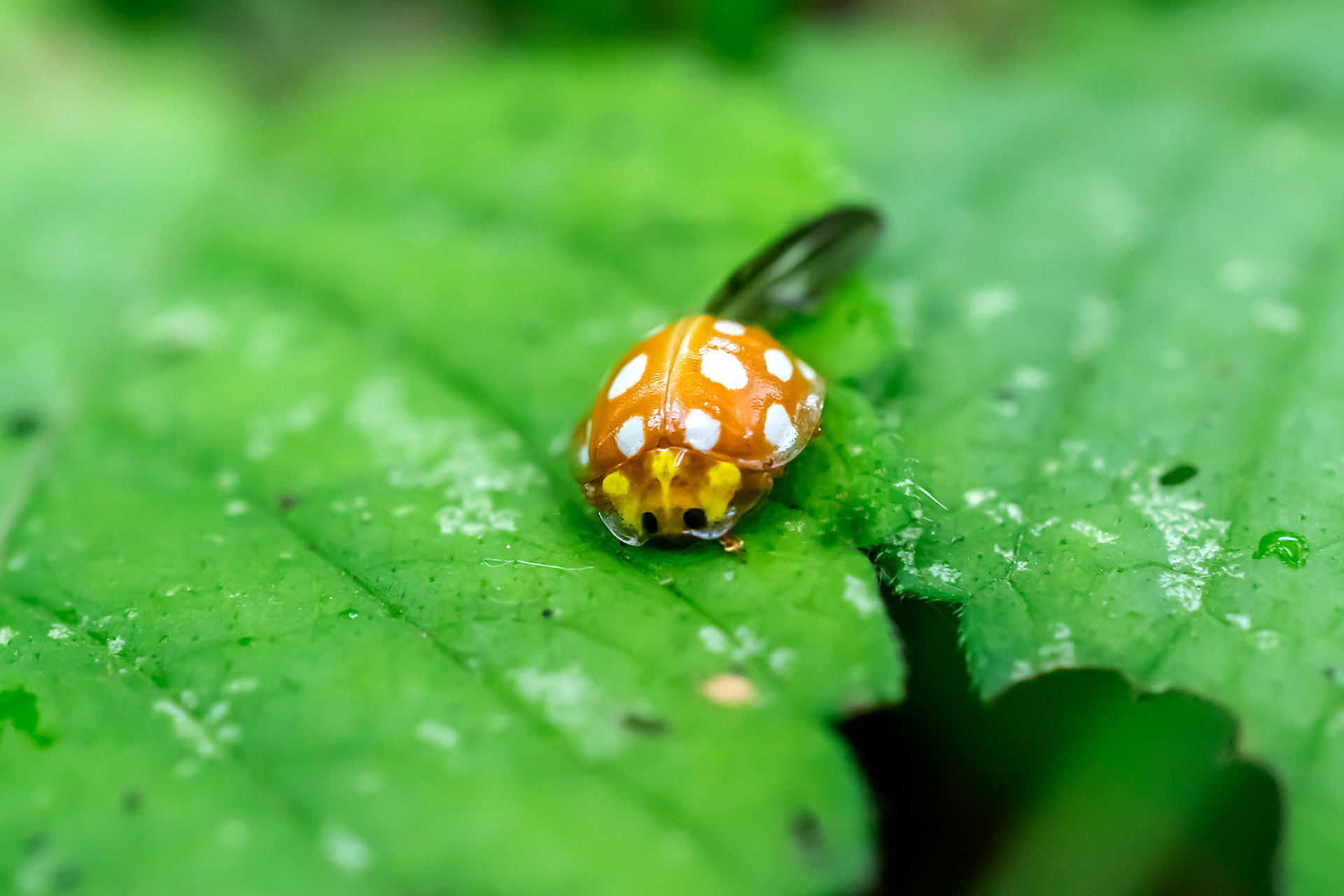 Coccinella