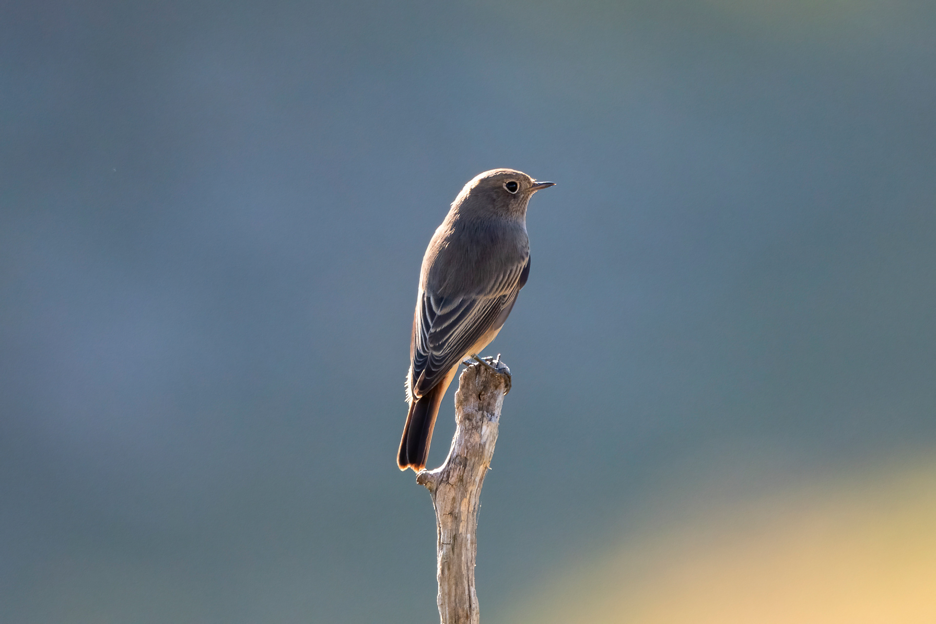 Codirosso spazzacamino femmina