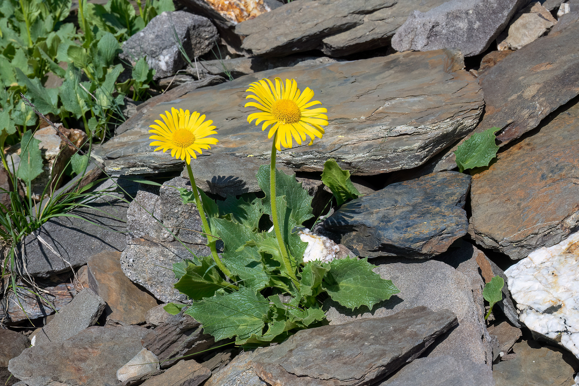 Doronicum grandiflorum