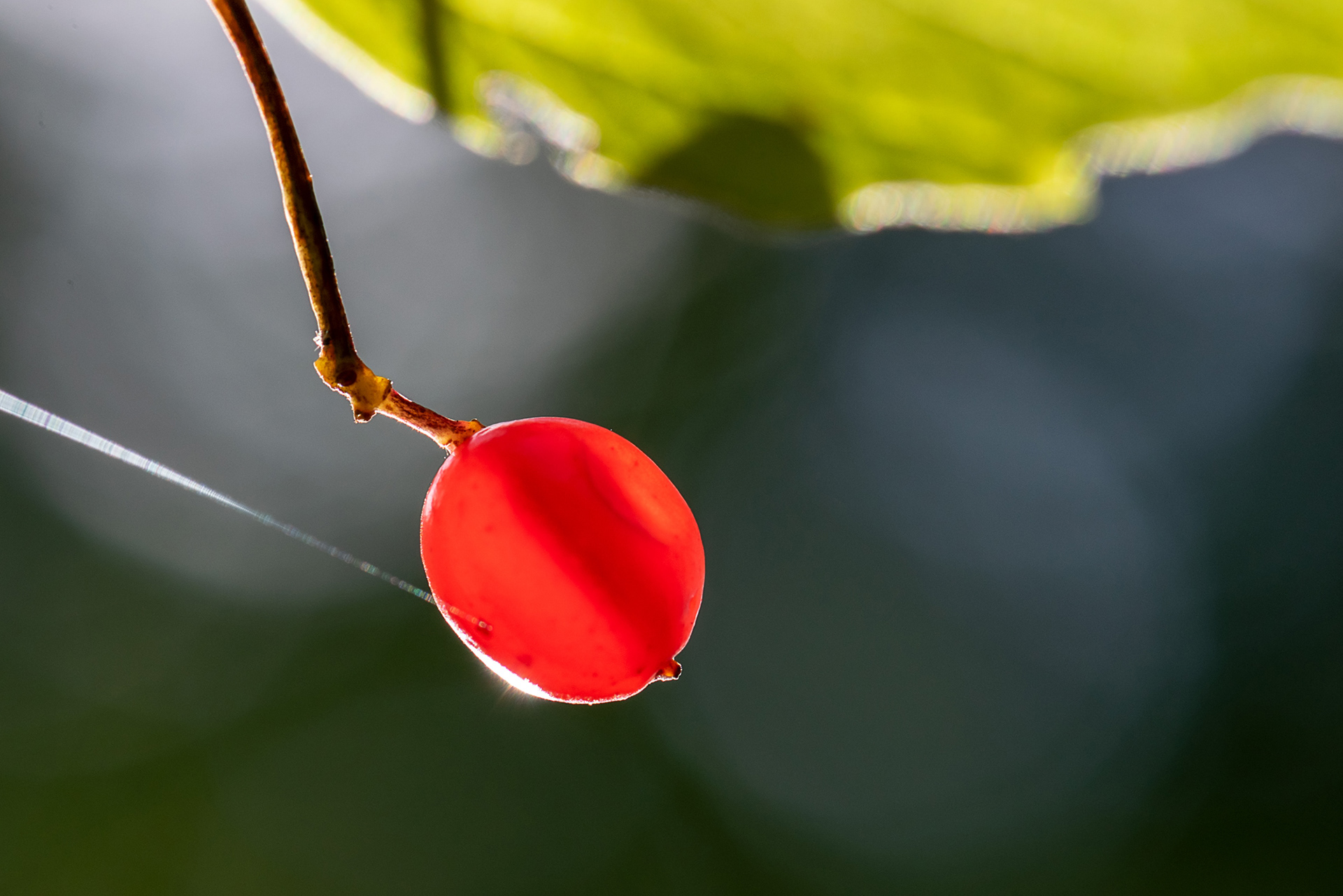 Sambuco rosso