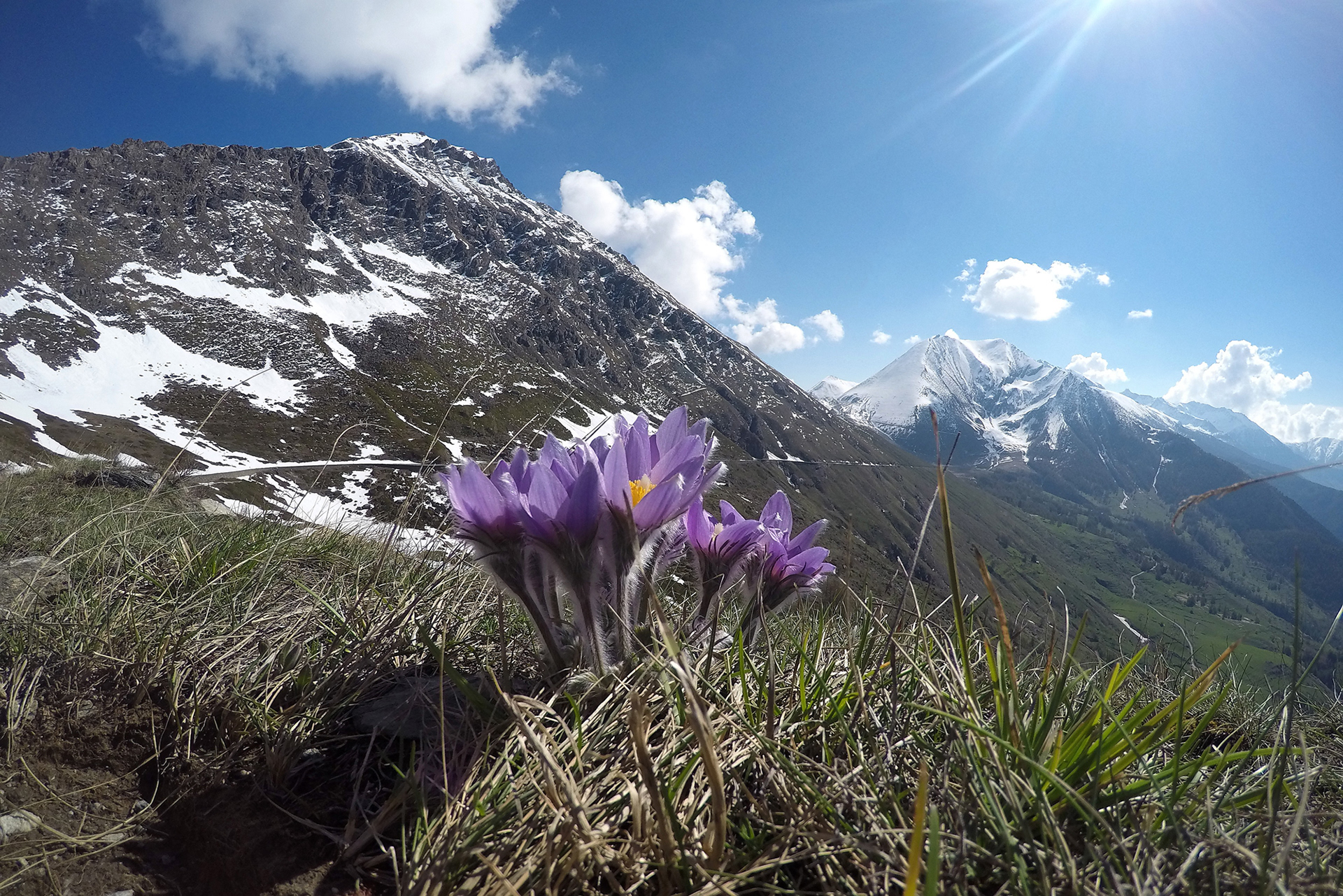 Anemone pulsatilla