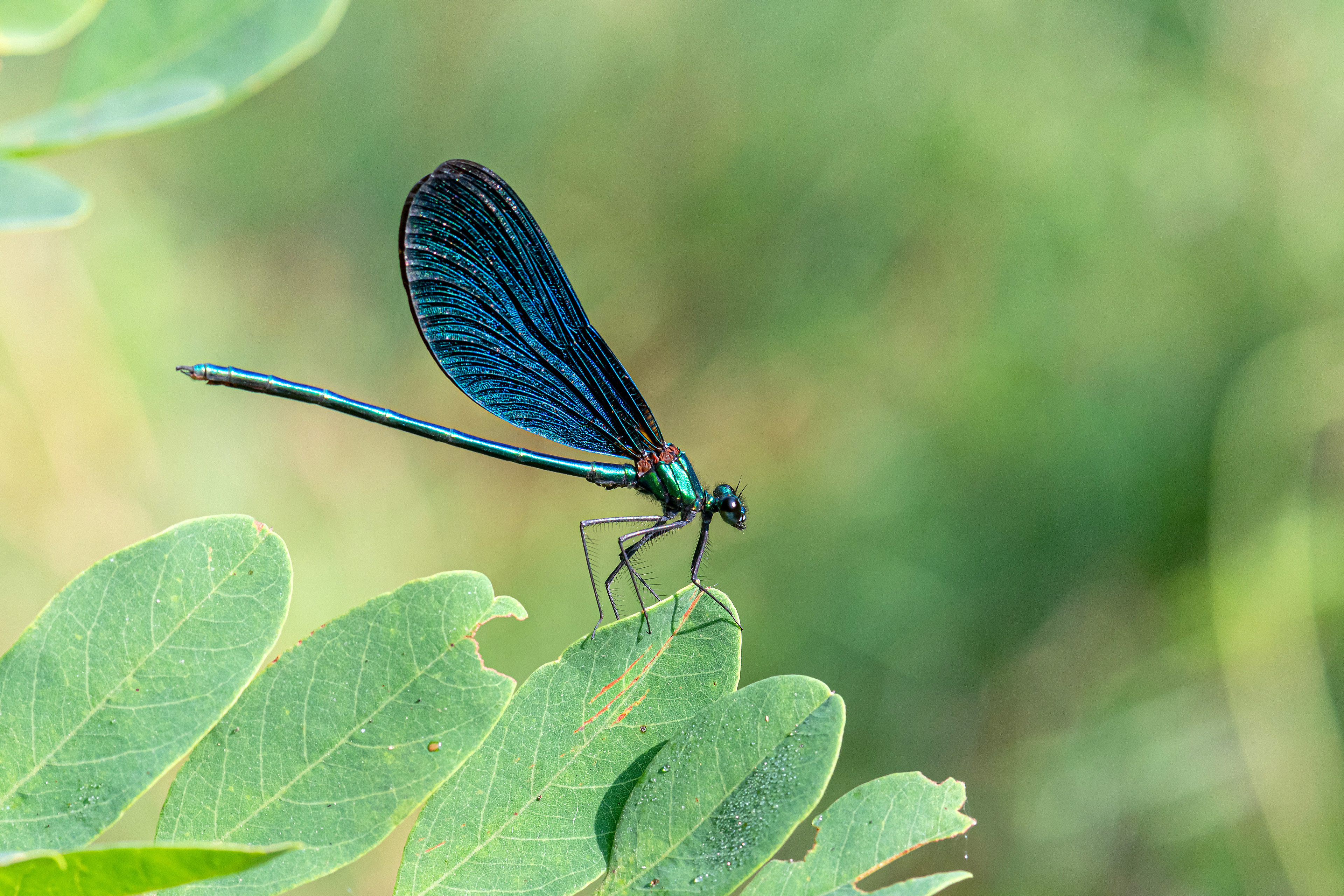 Calopteryx virgo