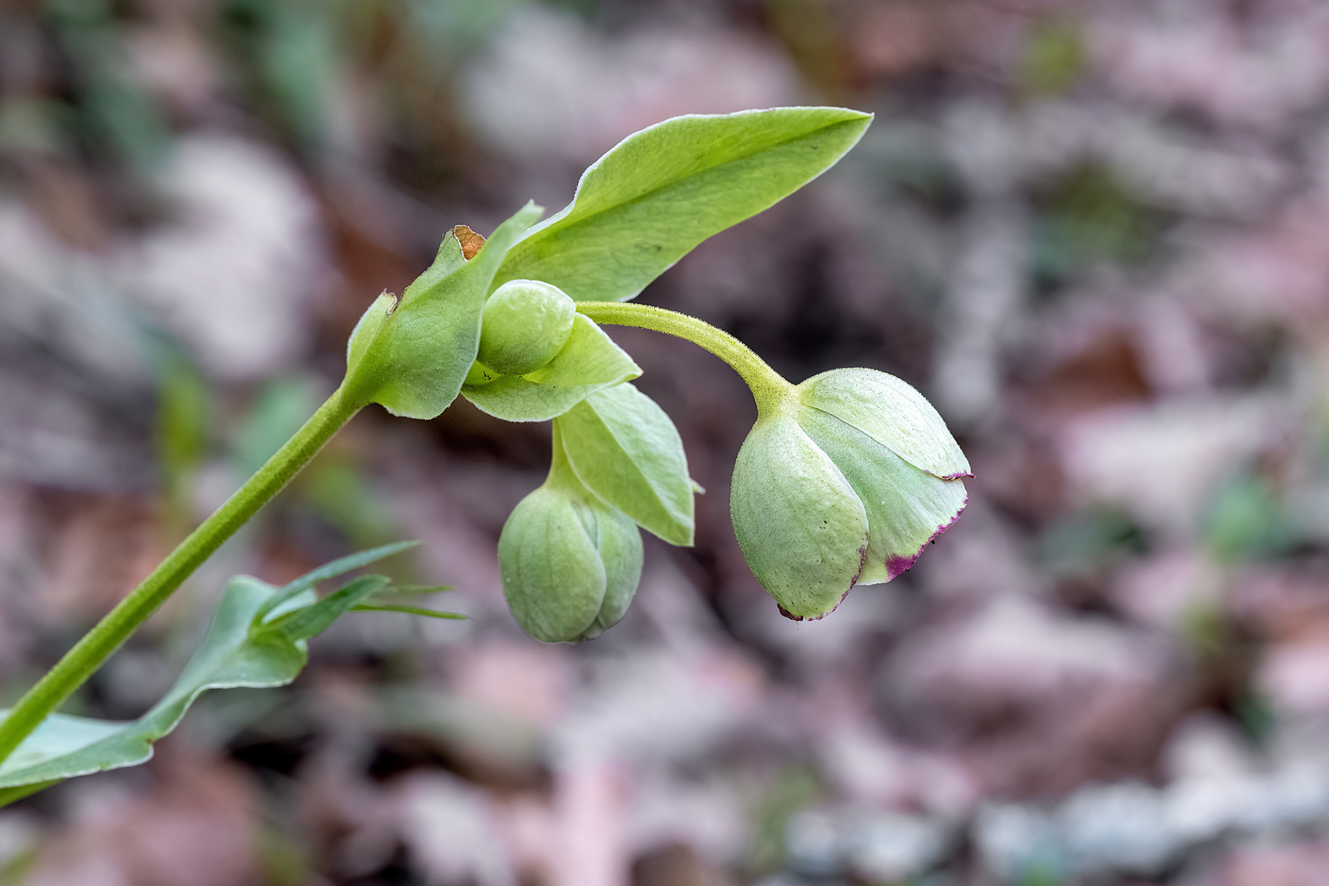 Helleborus foetidus
