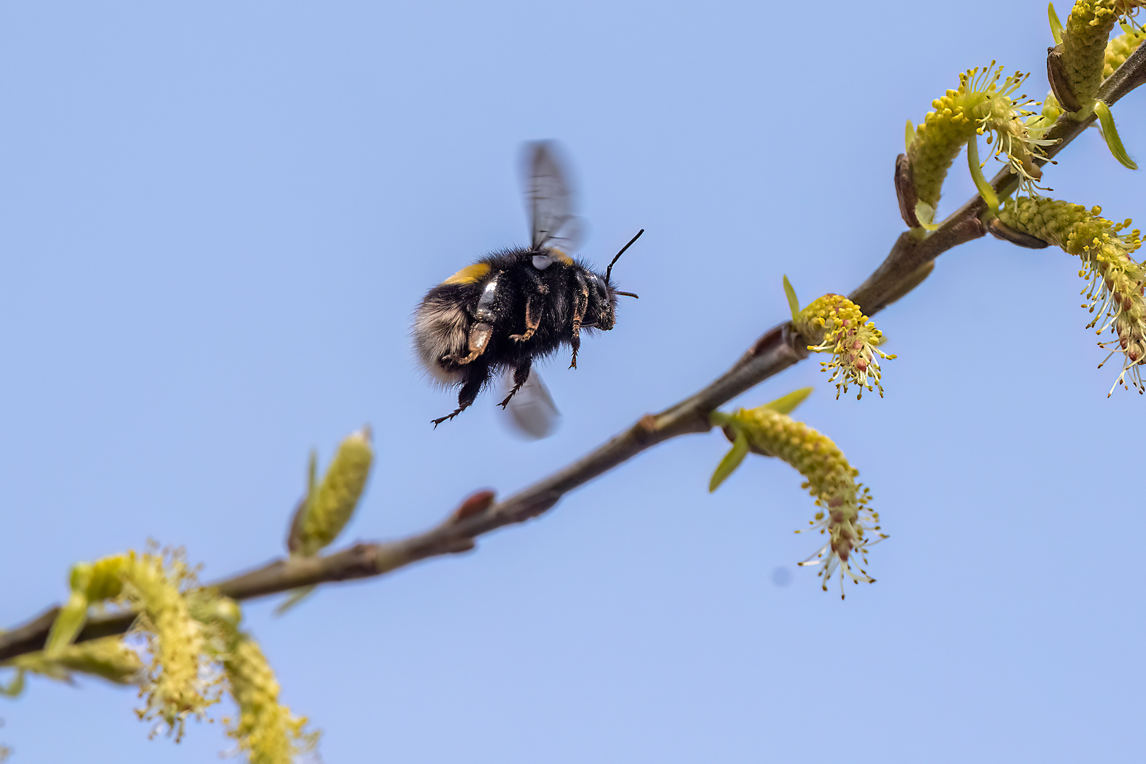 Bombus terrestris