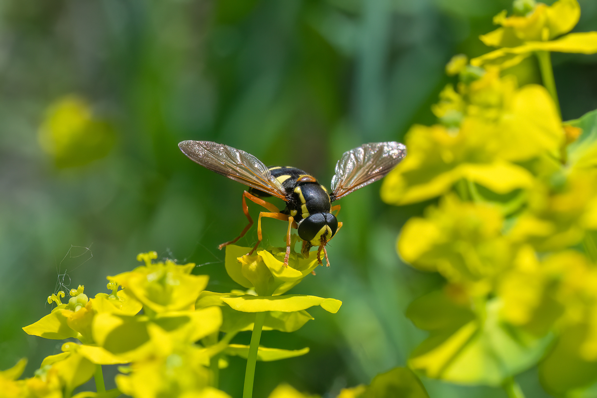 Chrysotoxum