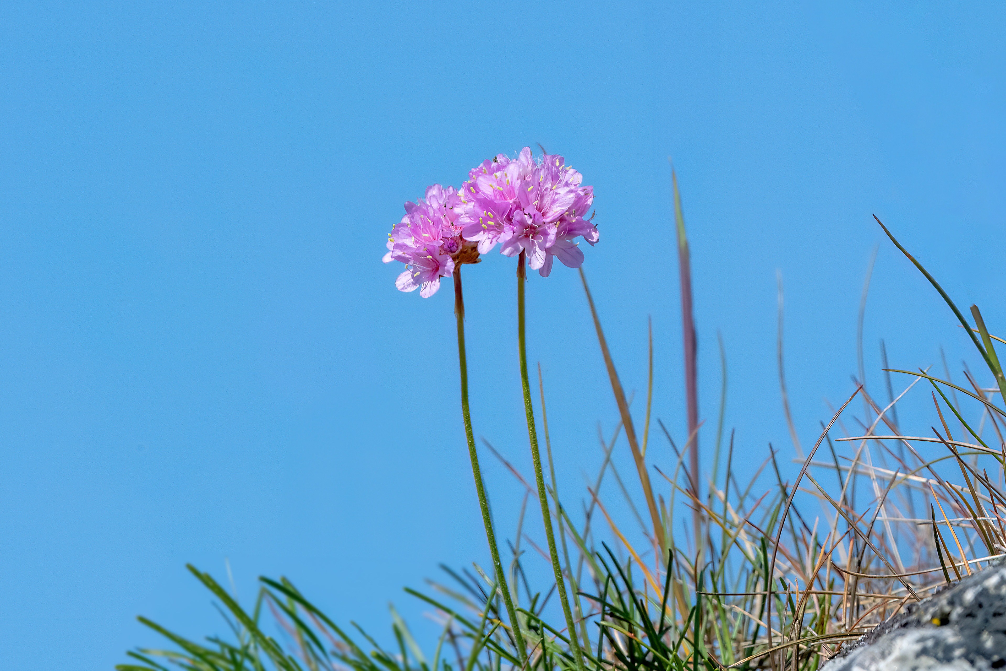 Armeria marittima