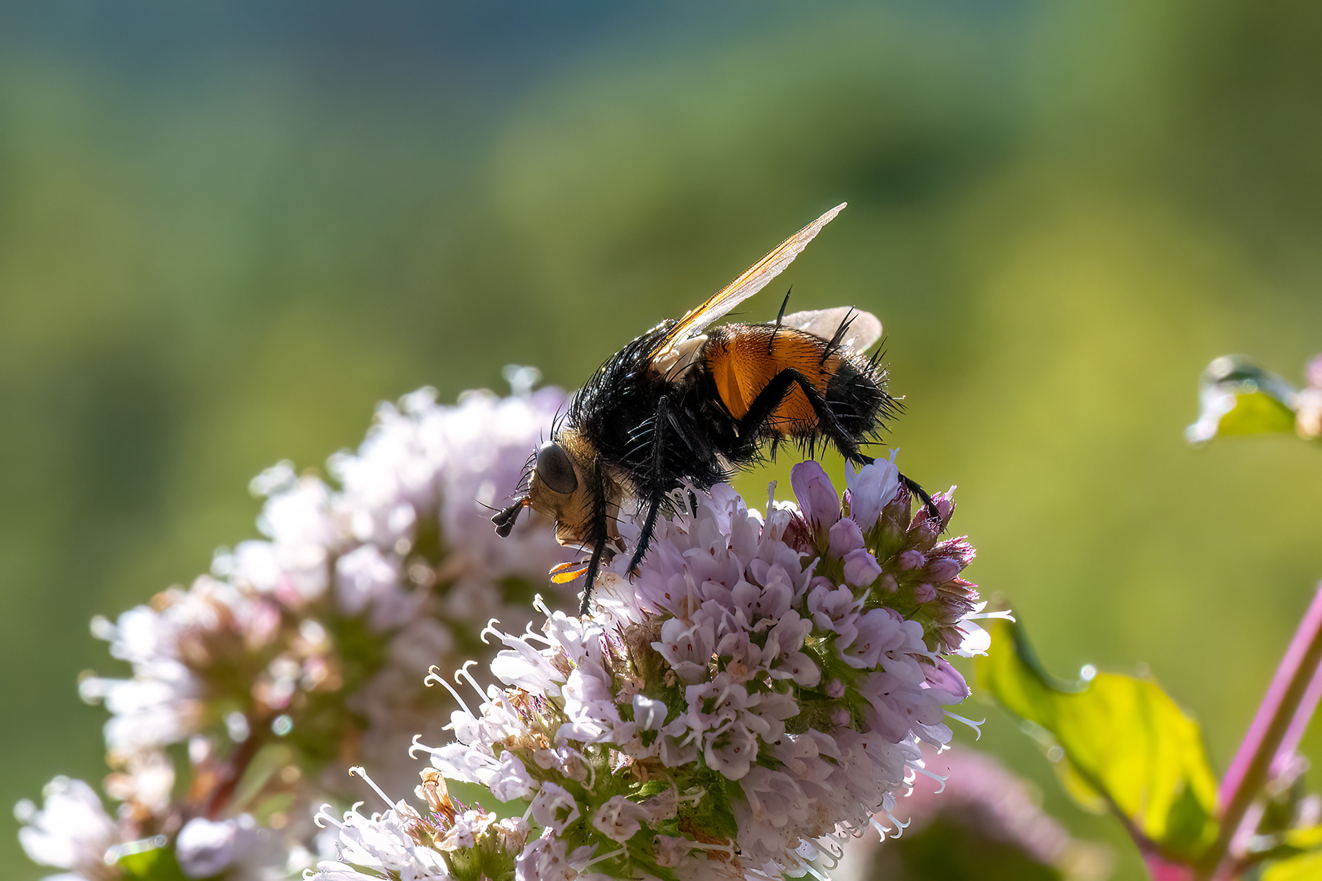 Tachina fera