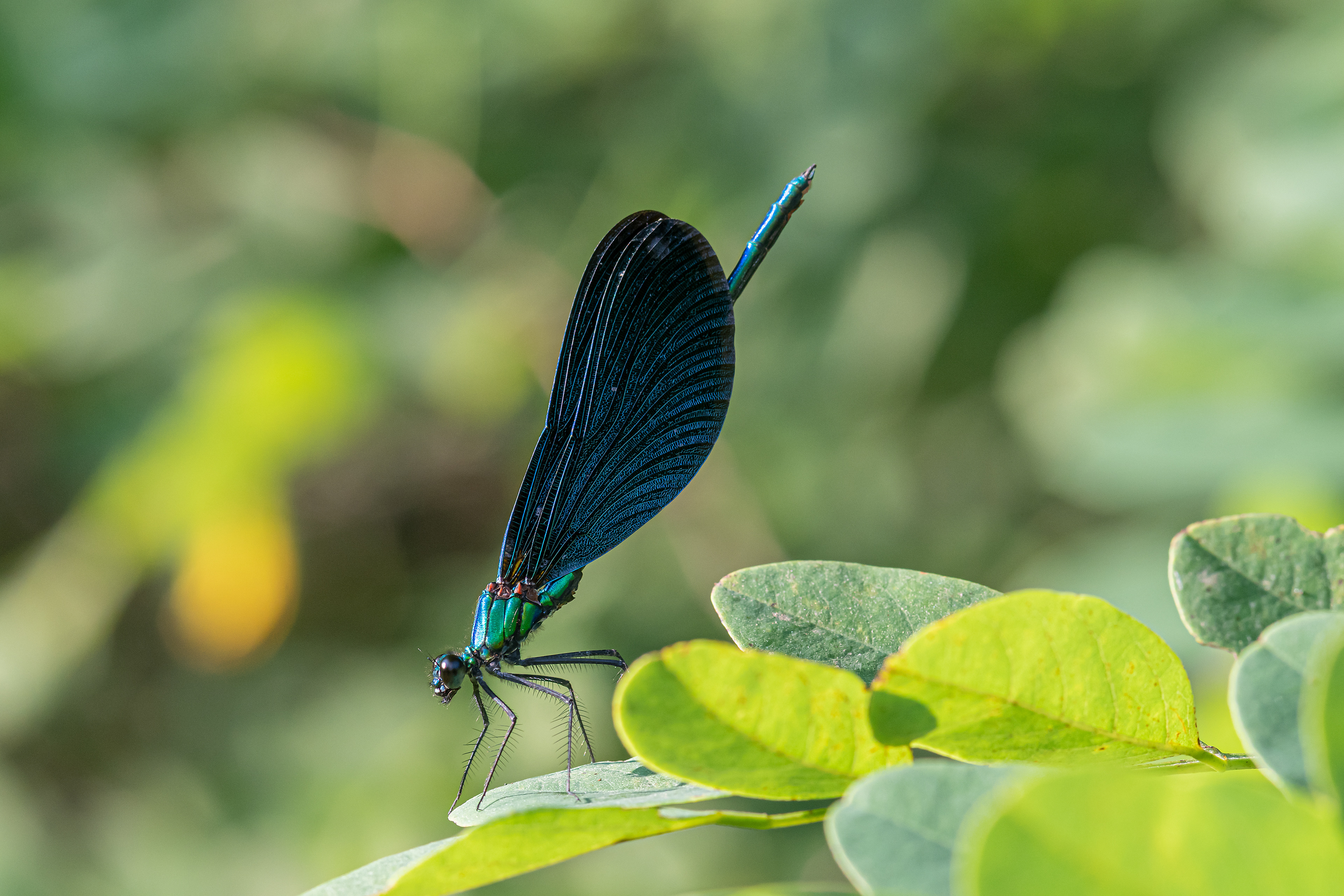 Calopteryx virgo