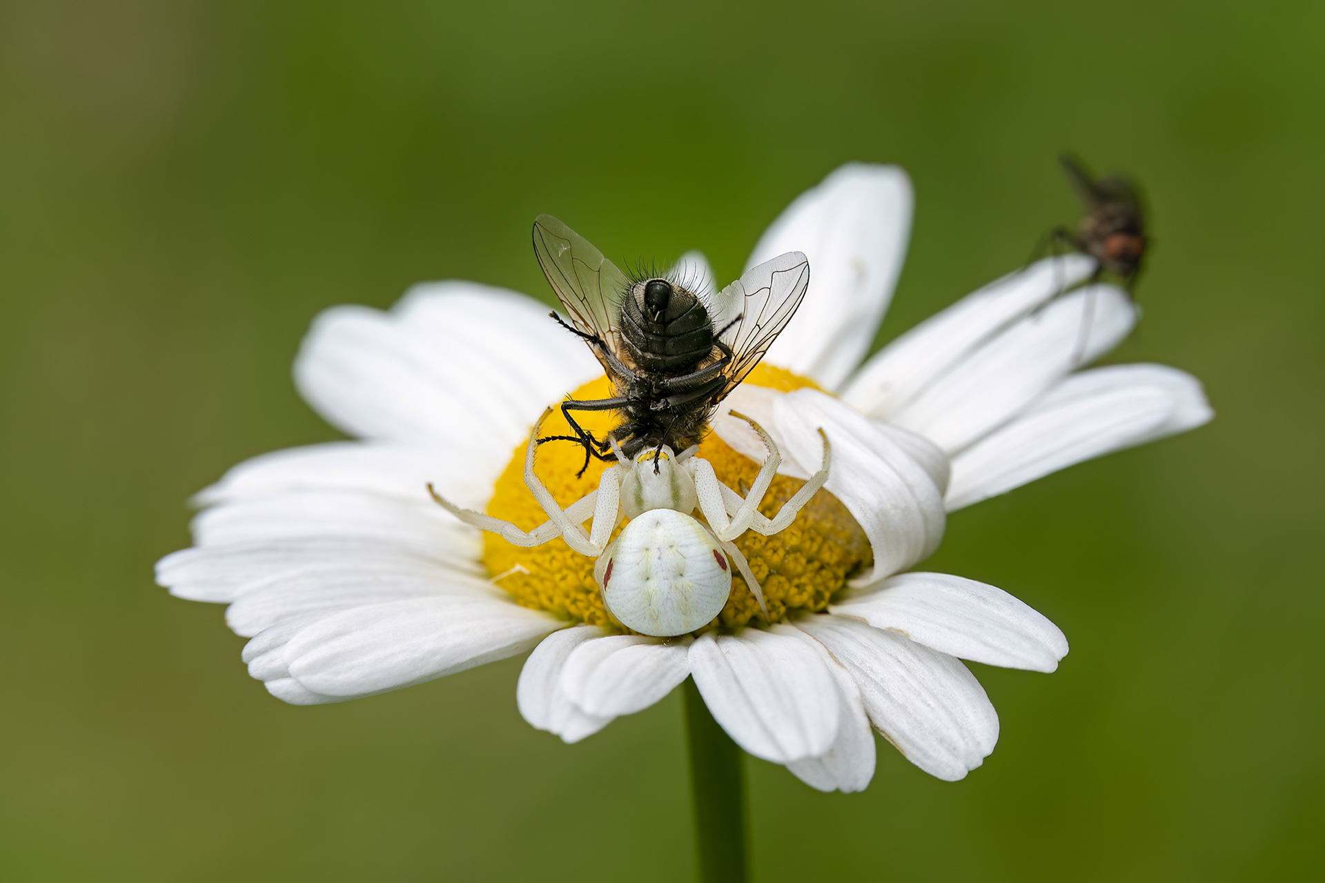 Thomisus