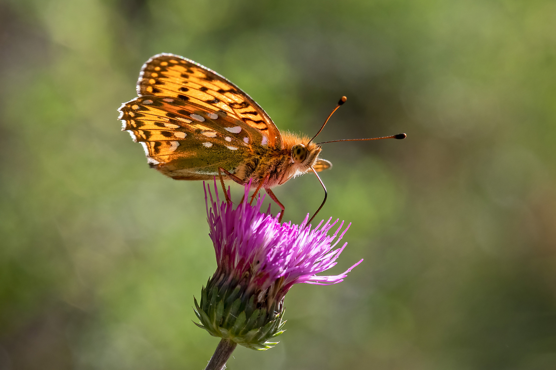 Argynnis (paphia)