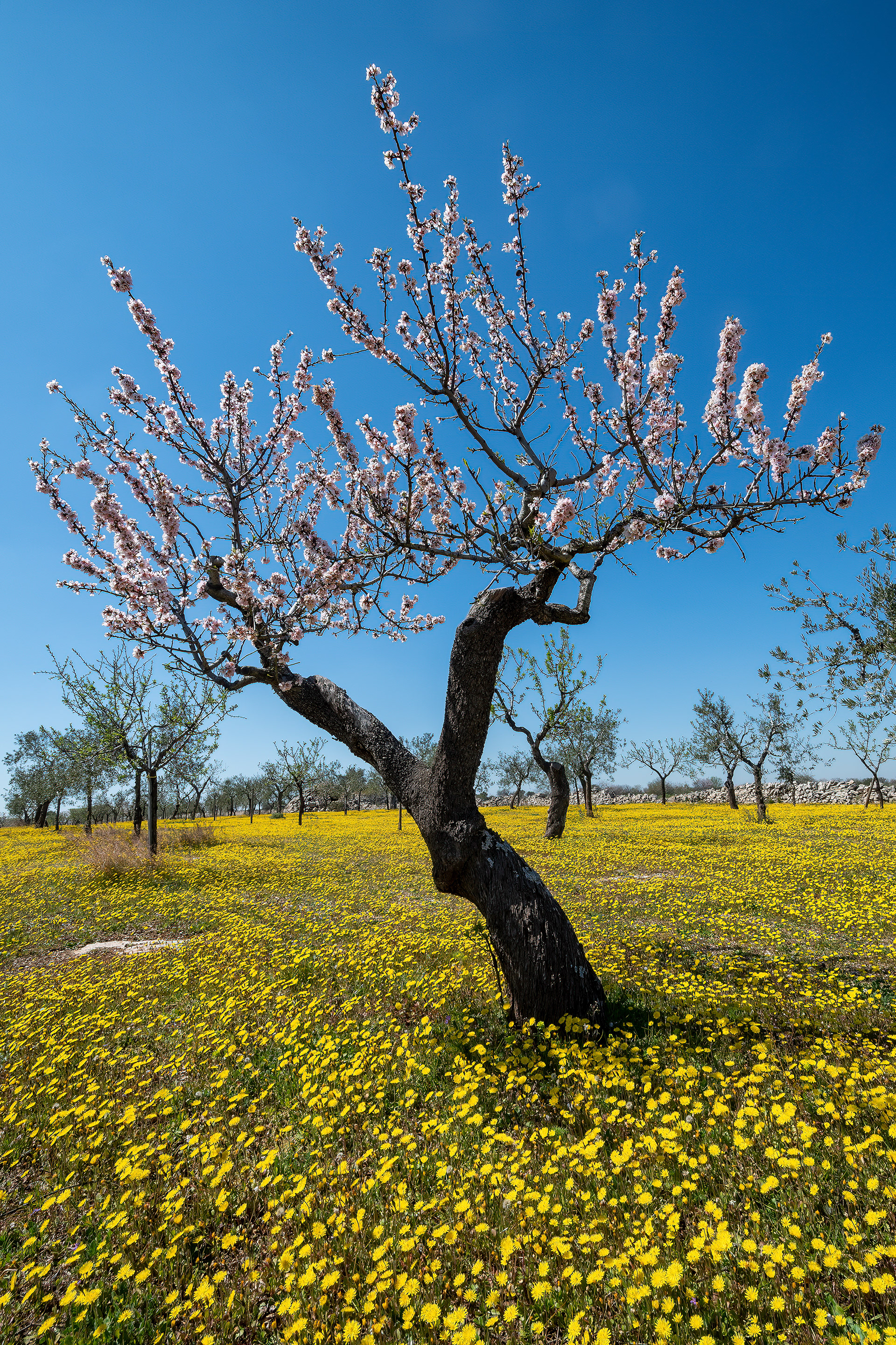 Alta Murgia