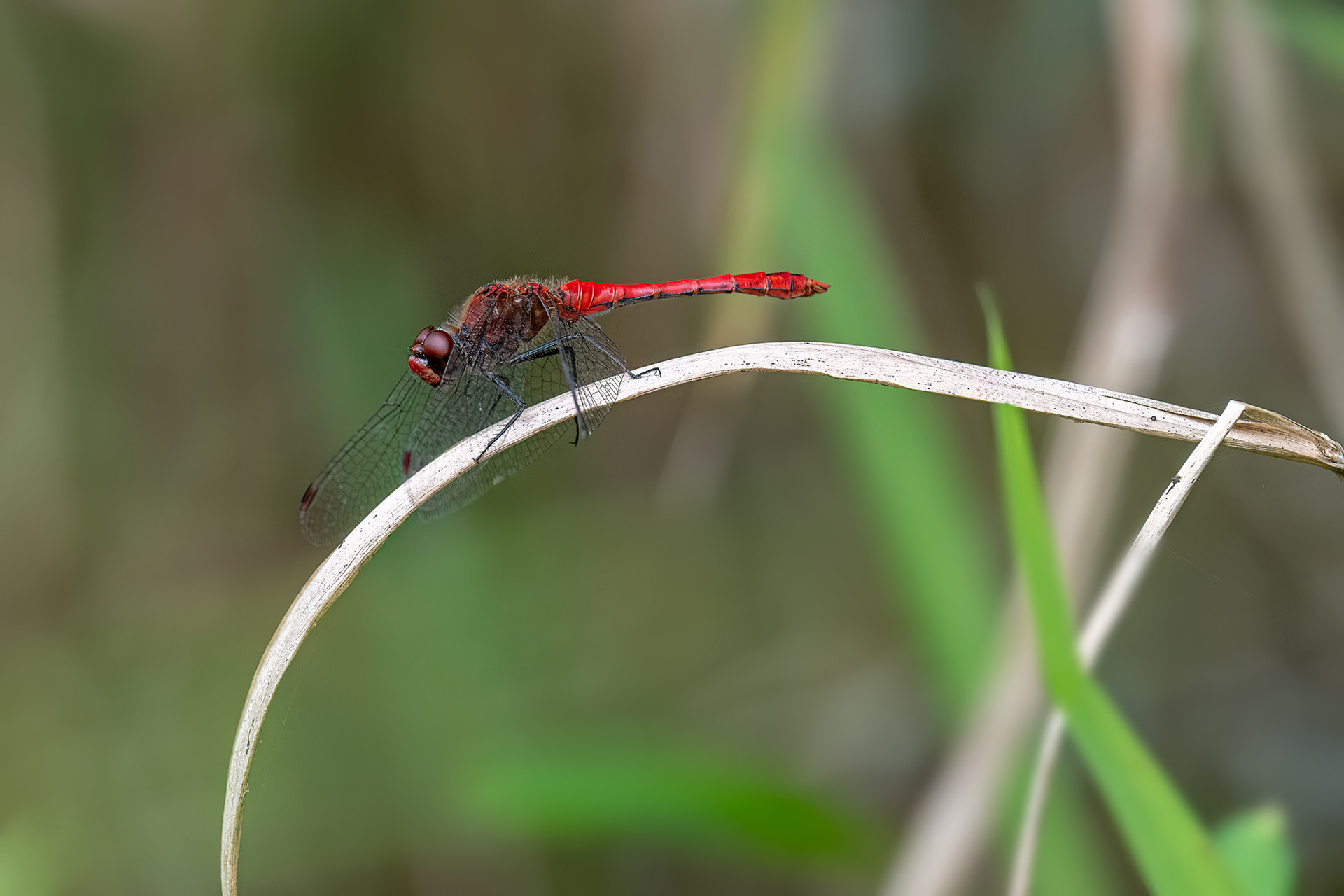 Sympetrum sanguineum