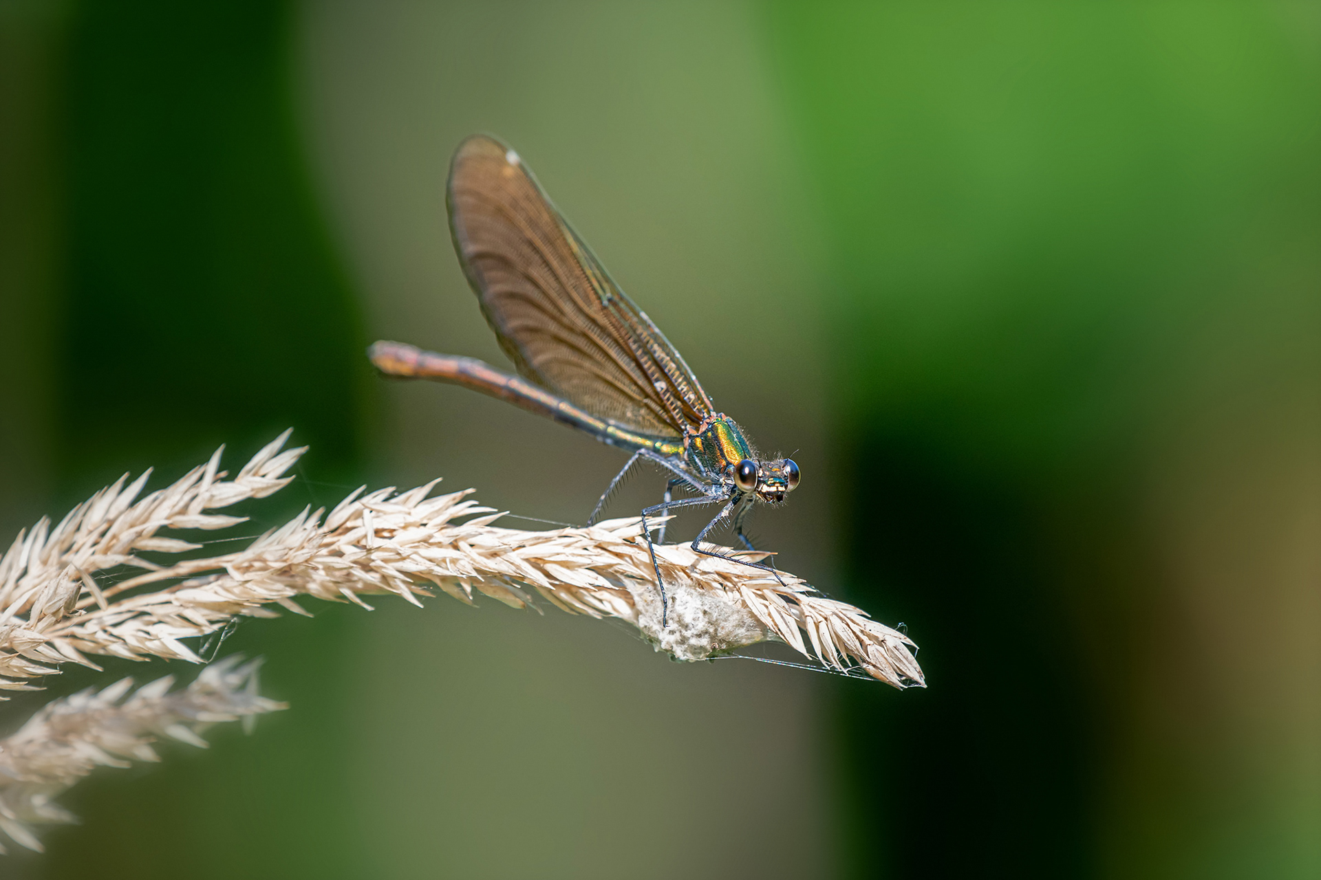Calopteryx