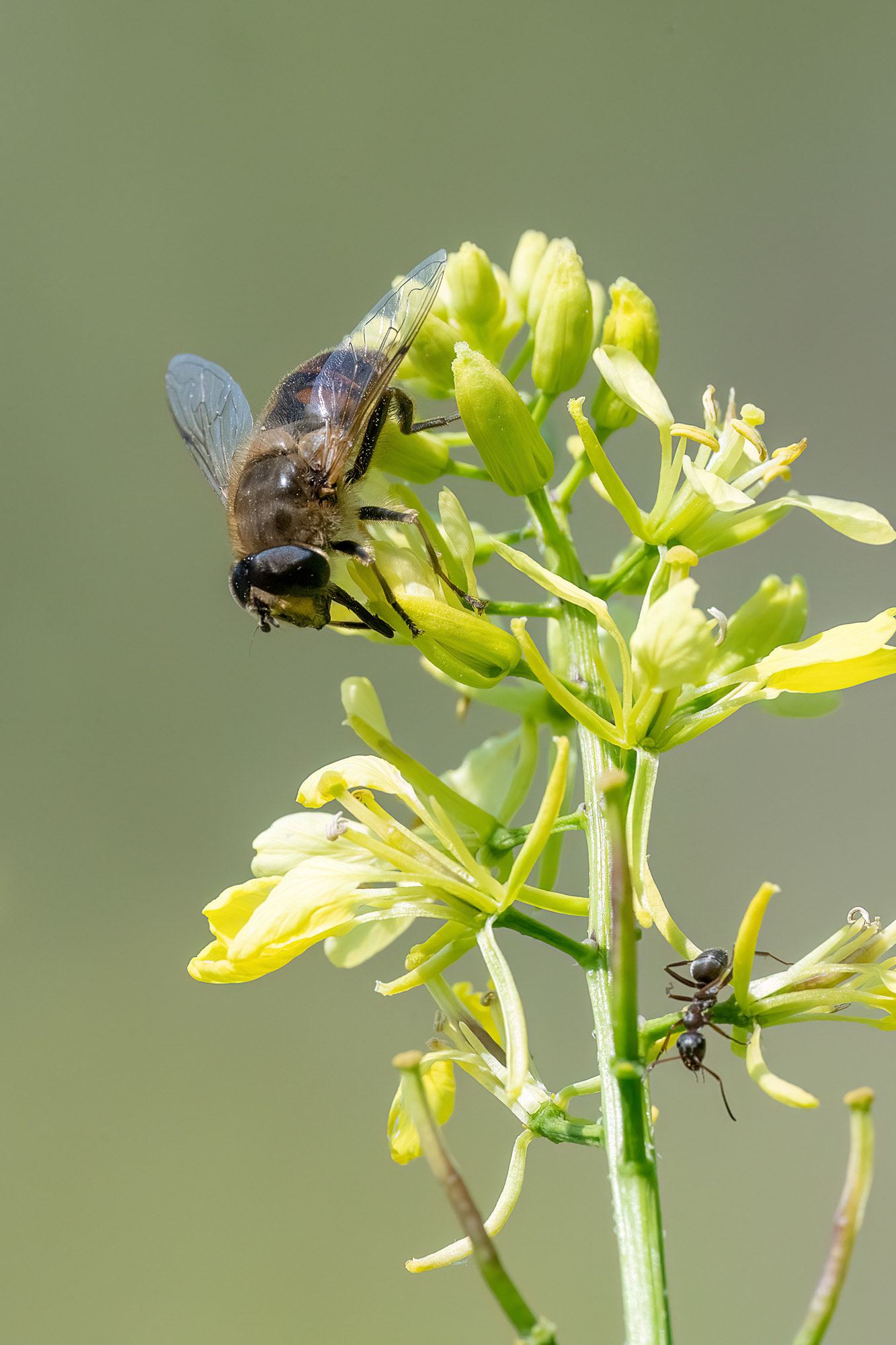 Eristalis arbustorum