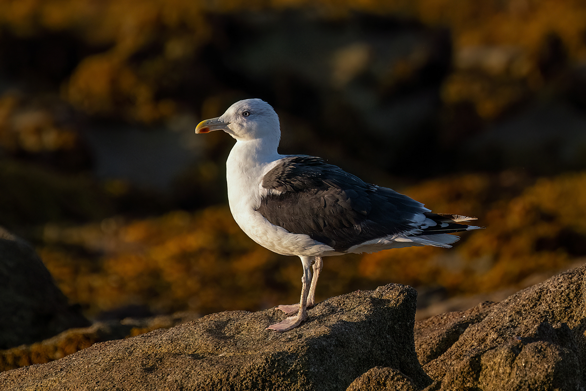 Penmarch - Mugnaiaccio