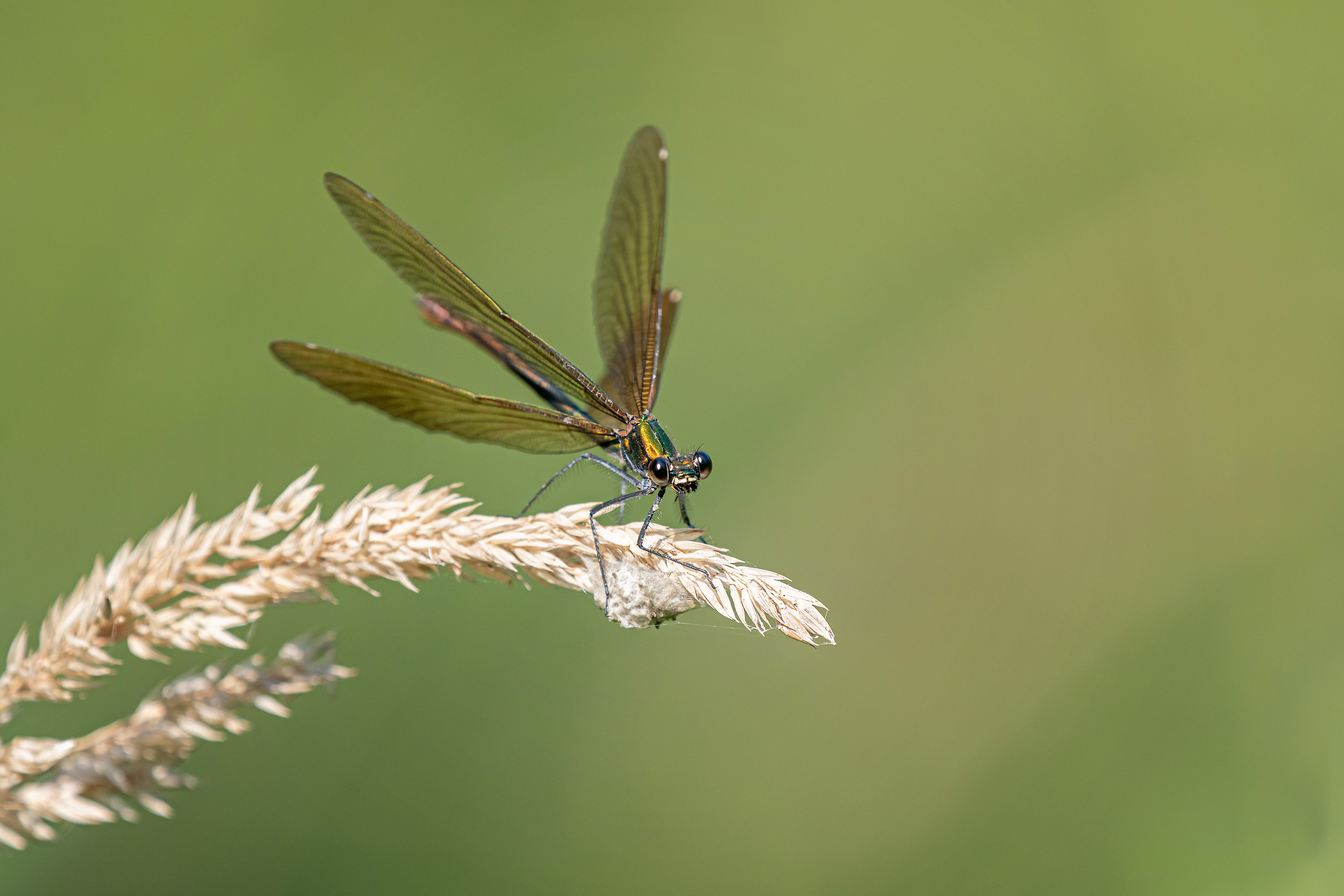 Calopteryx virgo