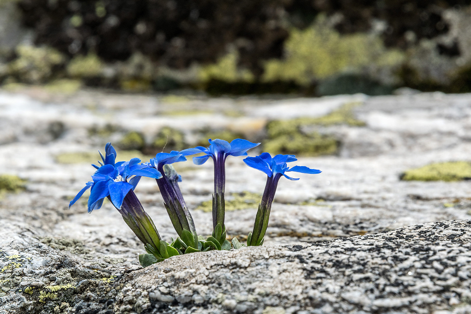 Gentiana verna