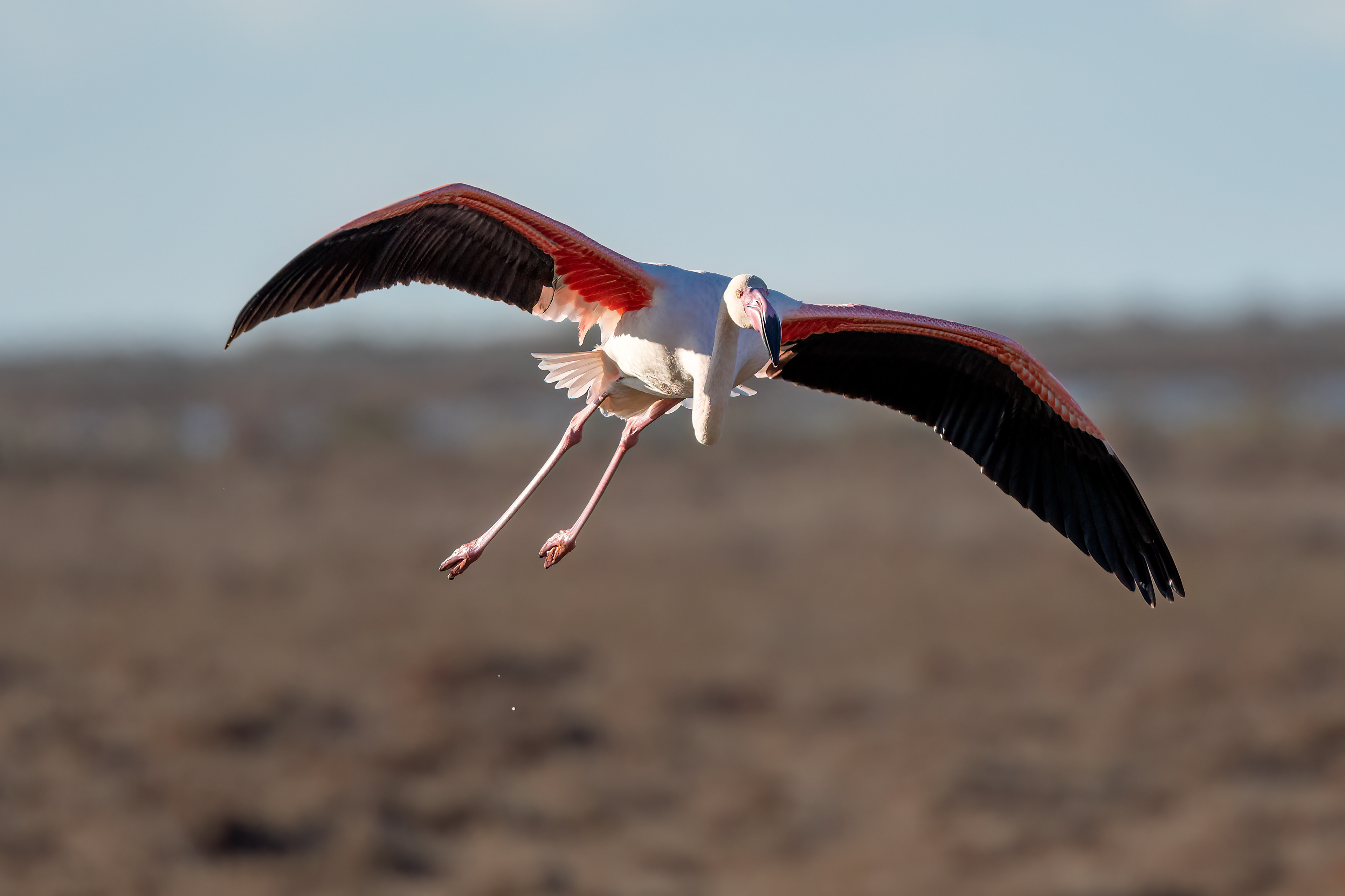 Fenicottero