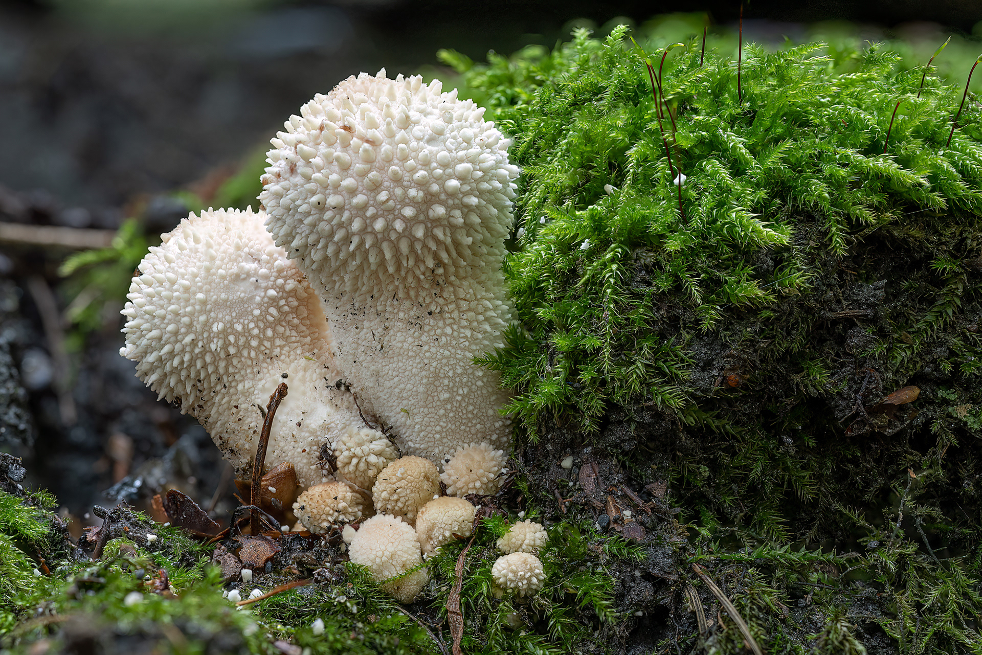 Lycoperdon perlatum
