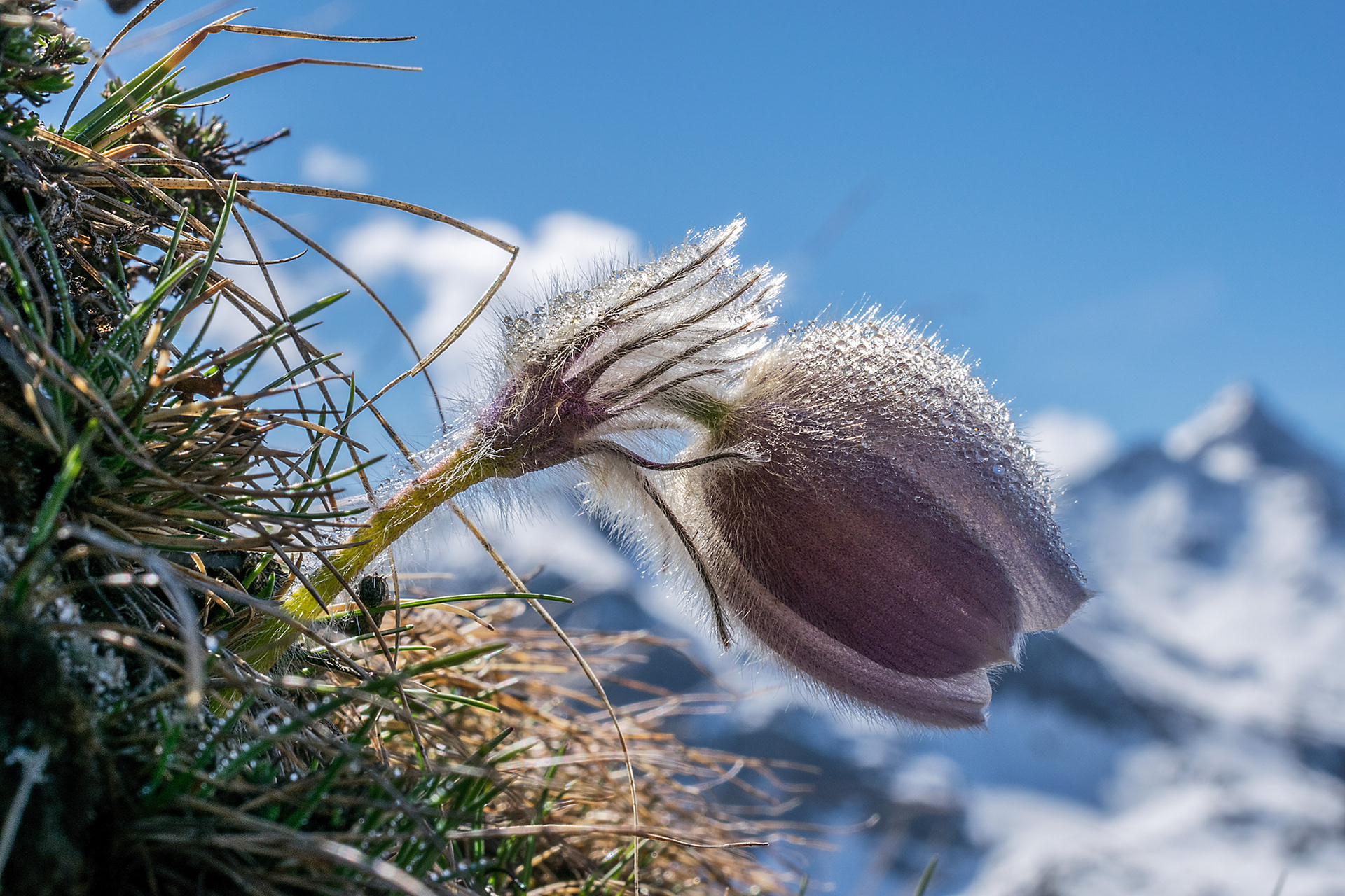 Pulsatilla vernalis