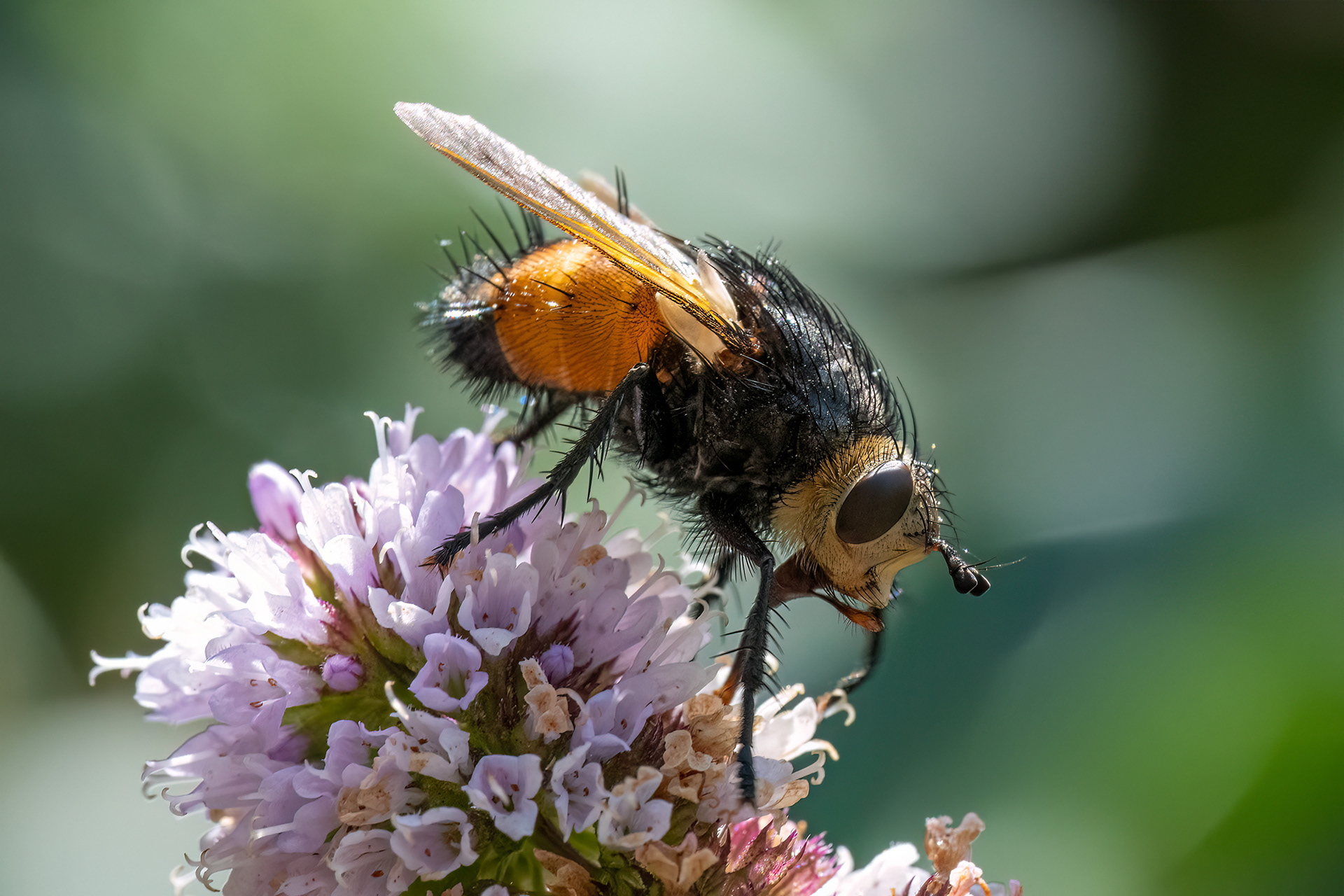 Tachina fera