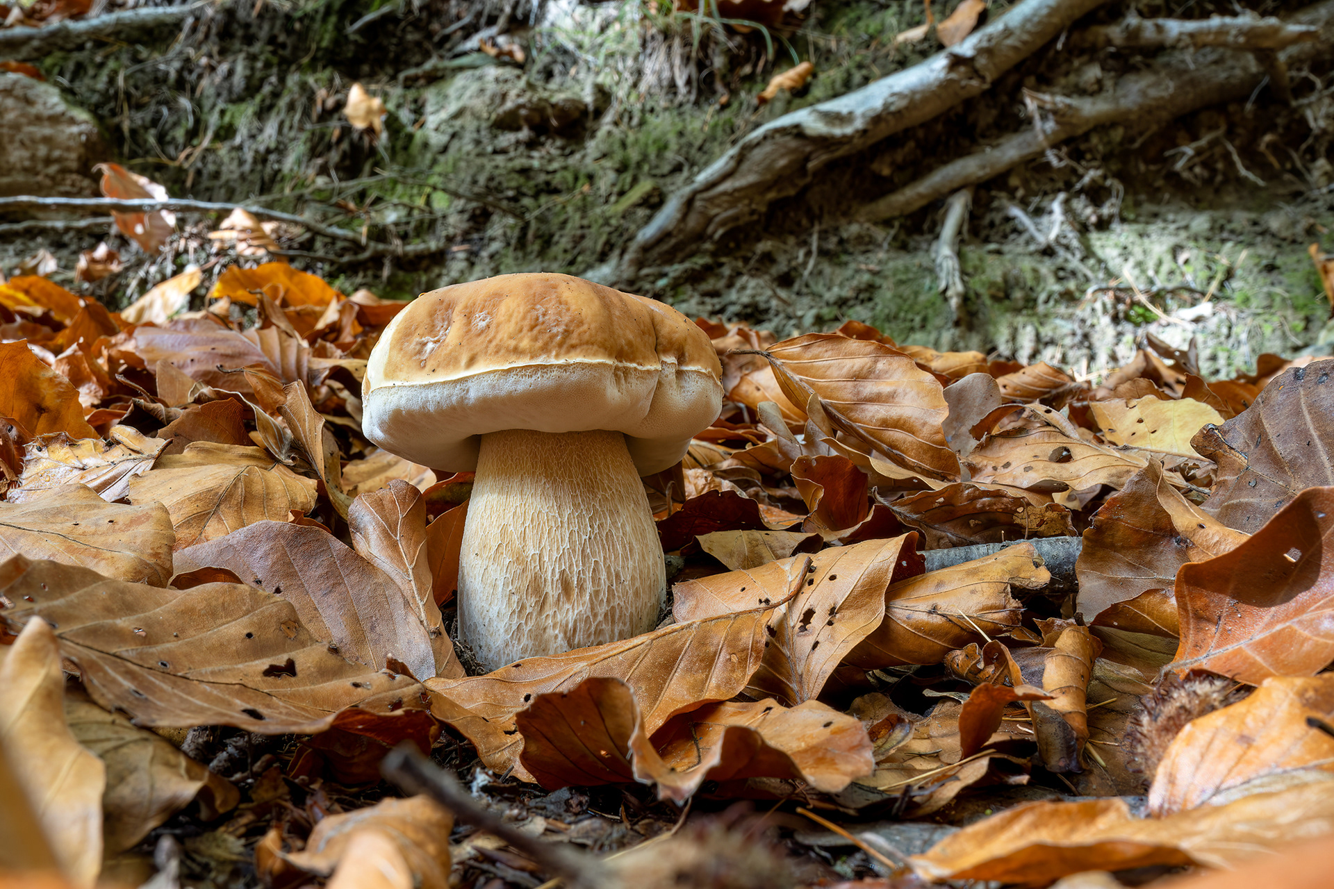 Boletus edulis